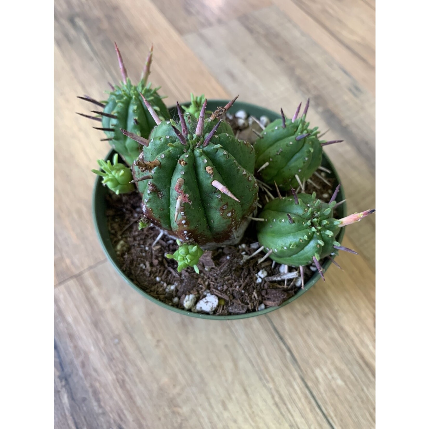 Euphorbia 'Ferox Cactus'