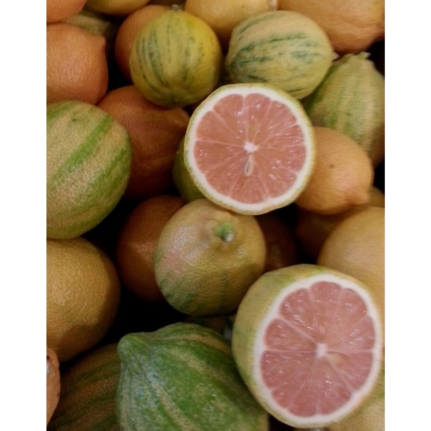Citrus limon 'Pink Eureka lemon'