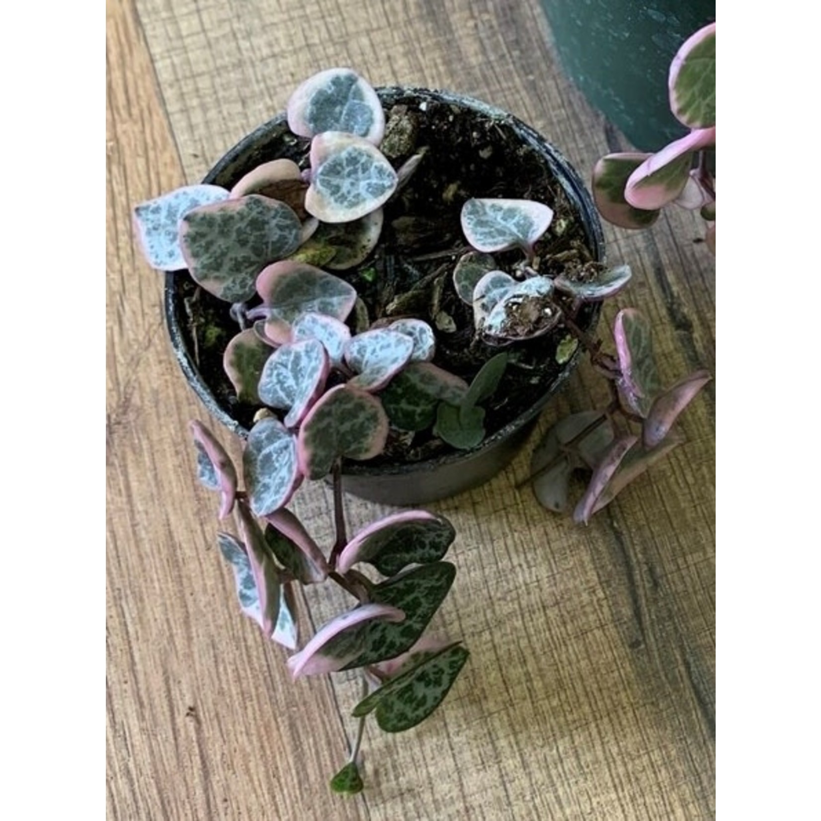 Ceropegia Woodii ' Variegated String of Hearts'