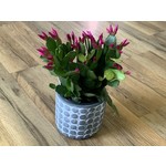 Spring/Easter Cactus