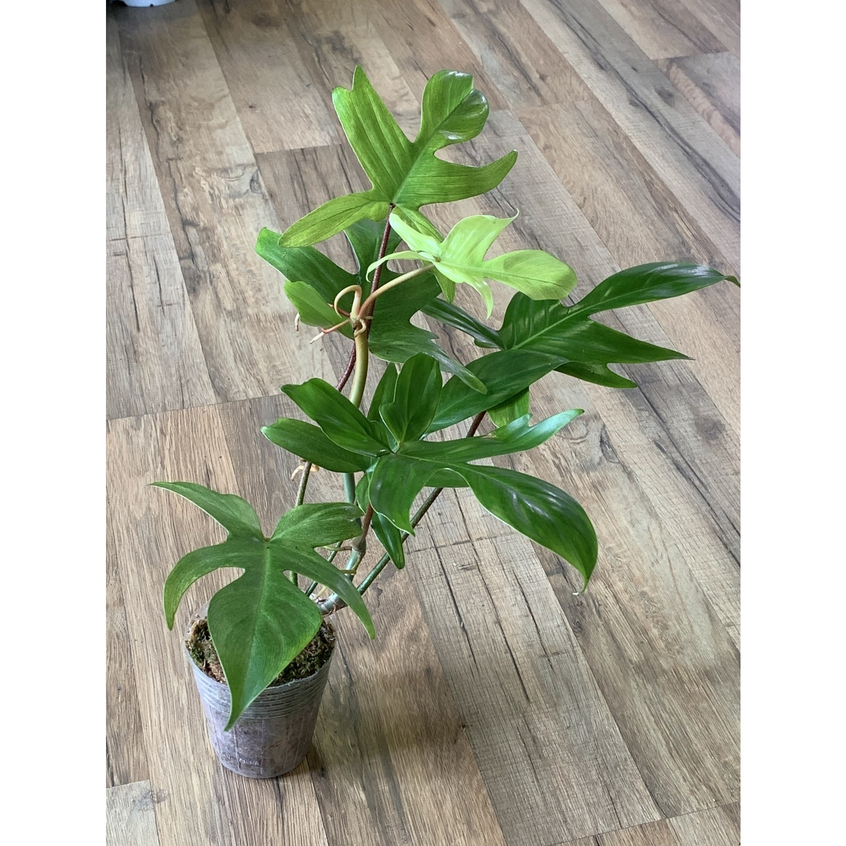 Philodendron 'Florida Ghost'