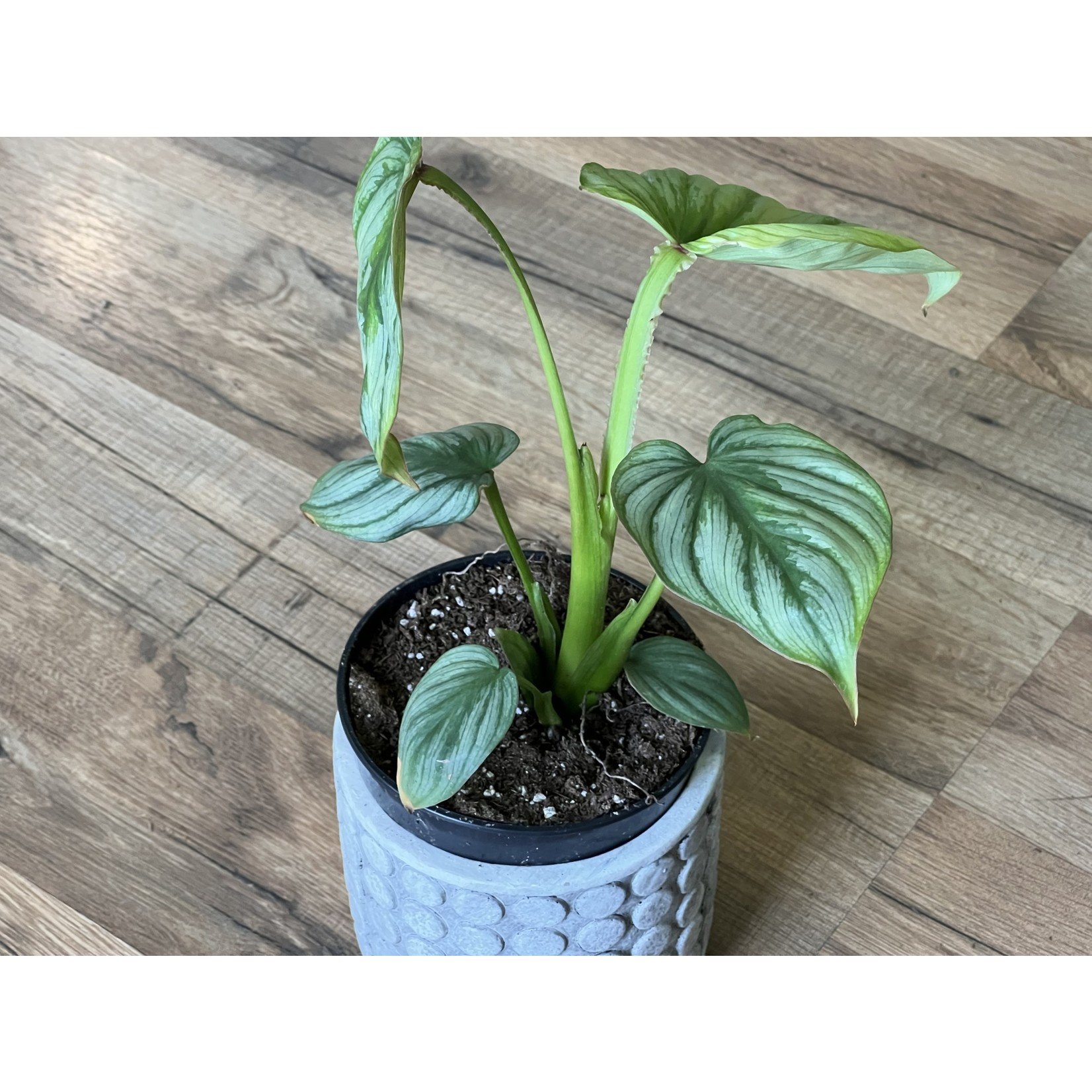 Philodendron 'mamei'