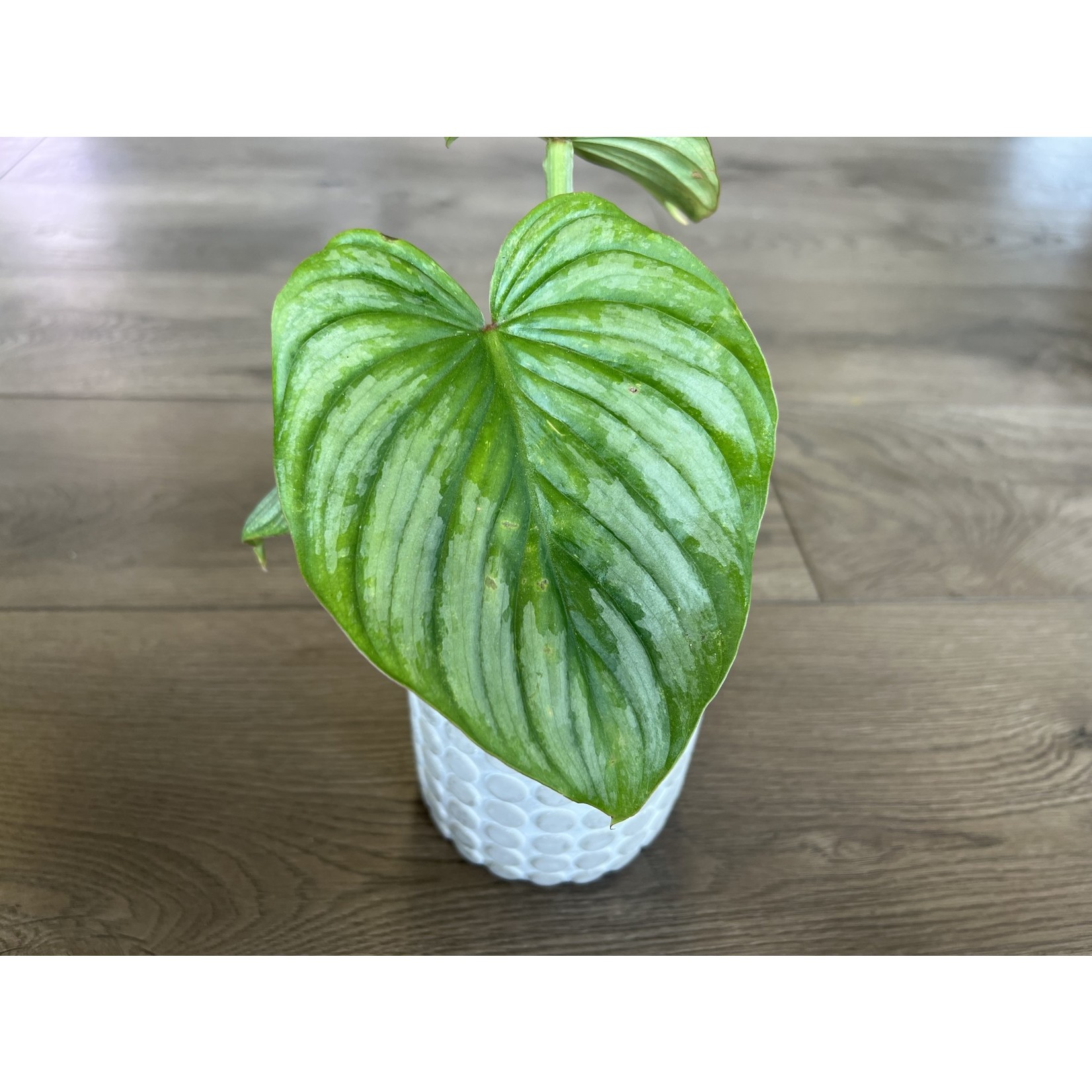 Philodendron 'mamei'