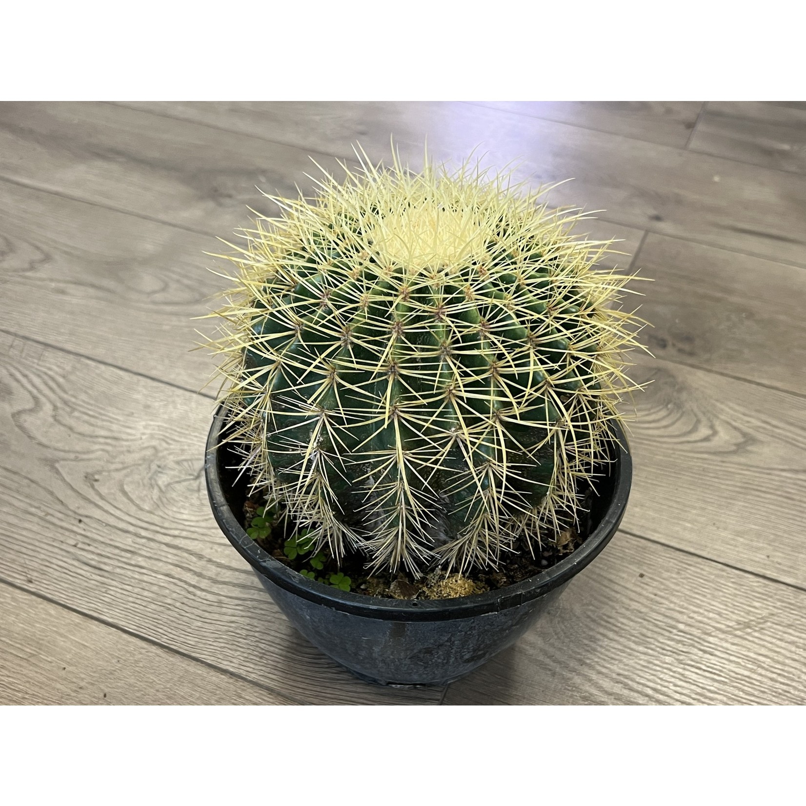 Echinocactus grusonii 'Golden barrel cactus'