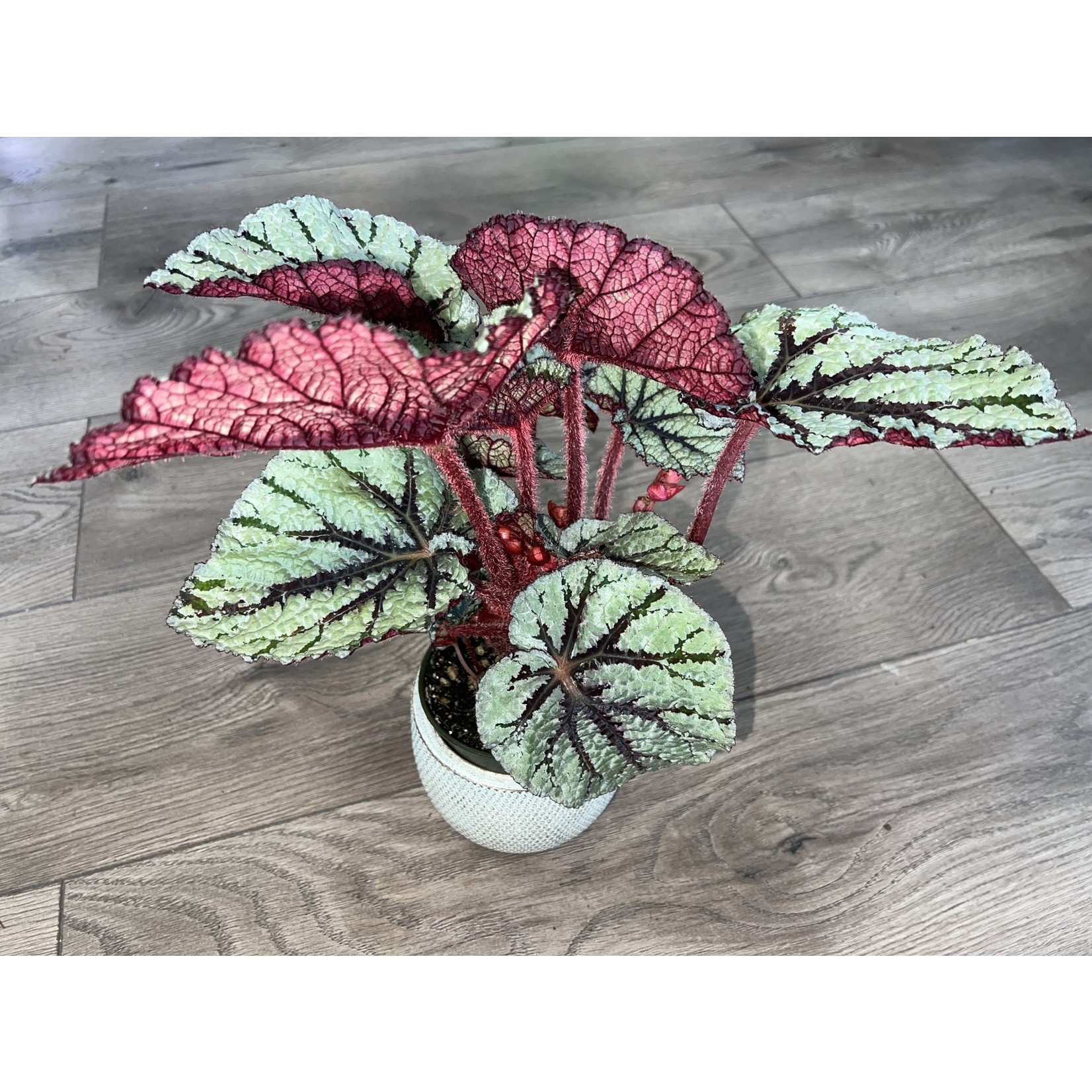 Begonia rex 'Fedor'