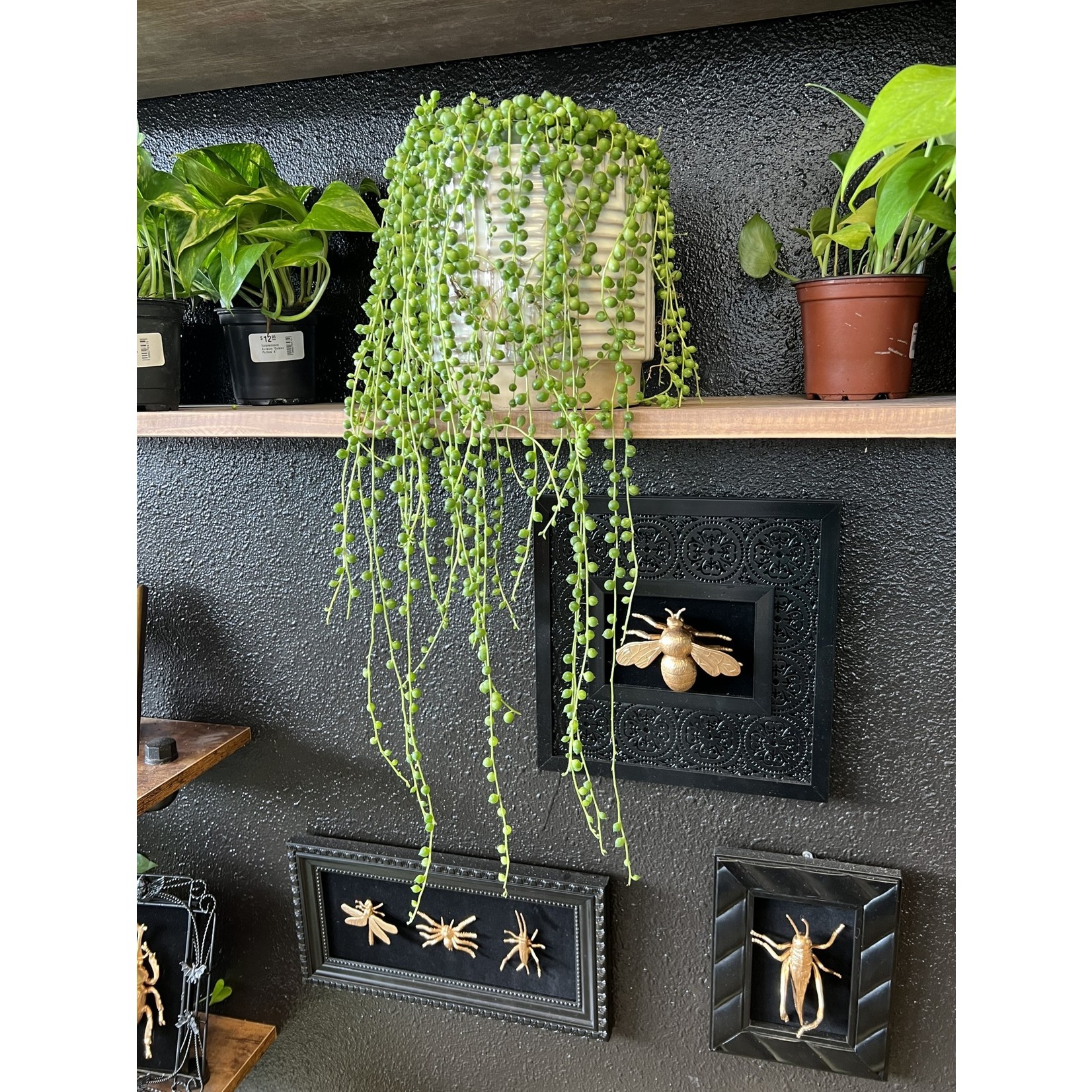 String of Pearls | Senecio Rowleyanus