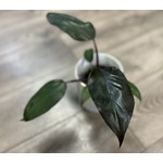 Philodendron ‘Dark lord’