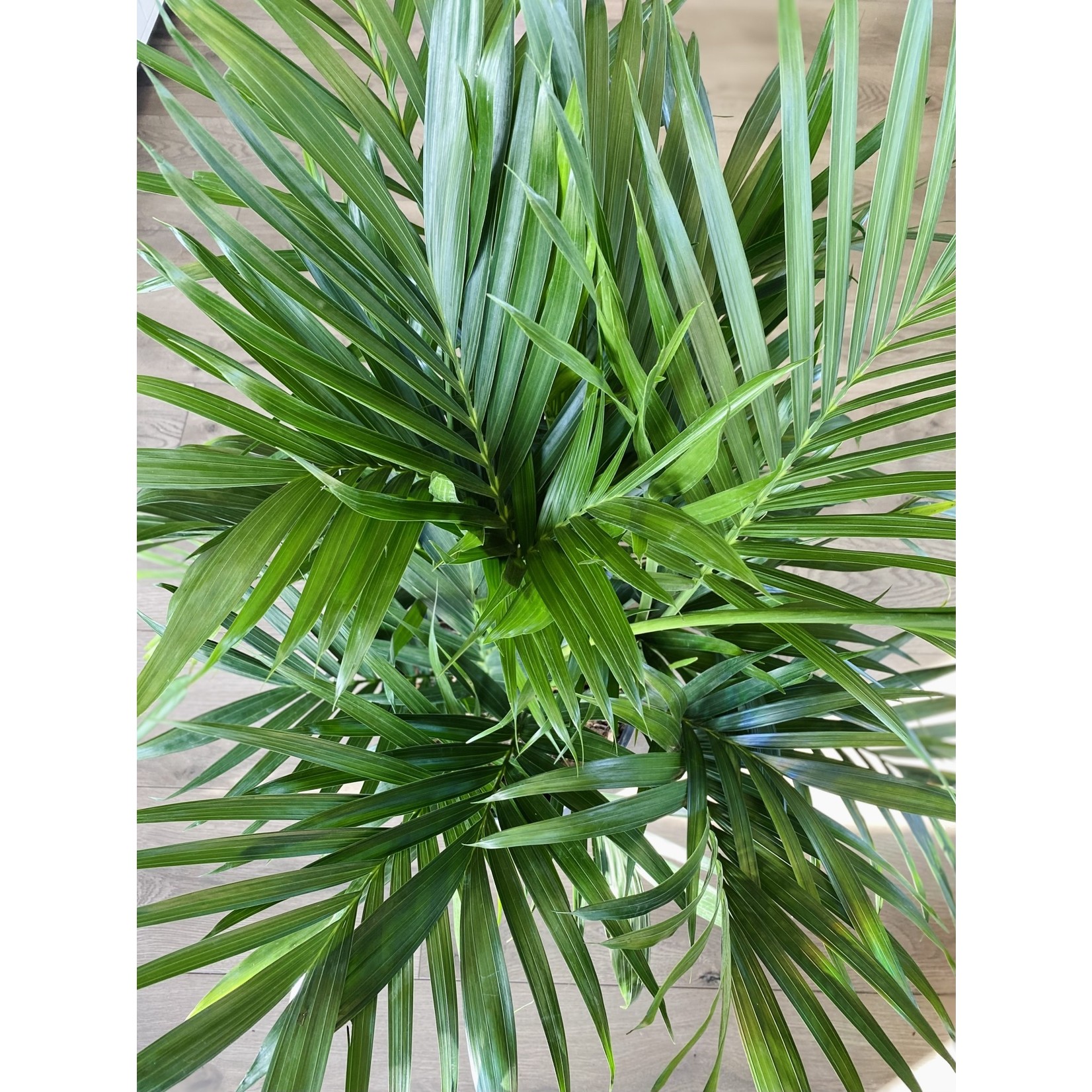 Chamaedorea  cataractarum 'Cat Palm'