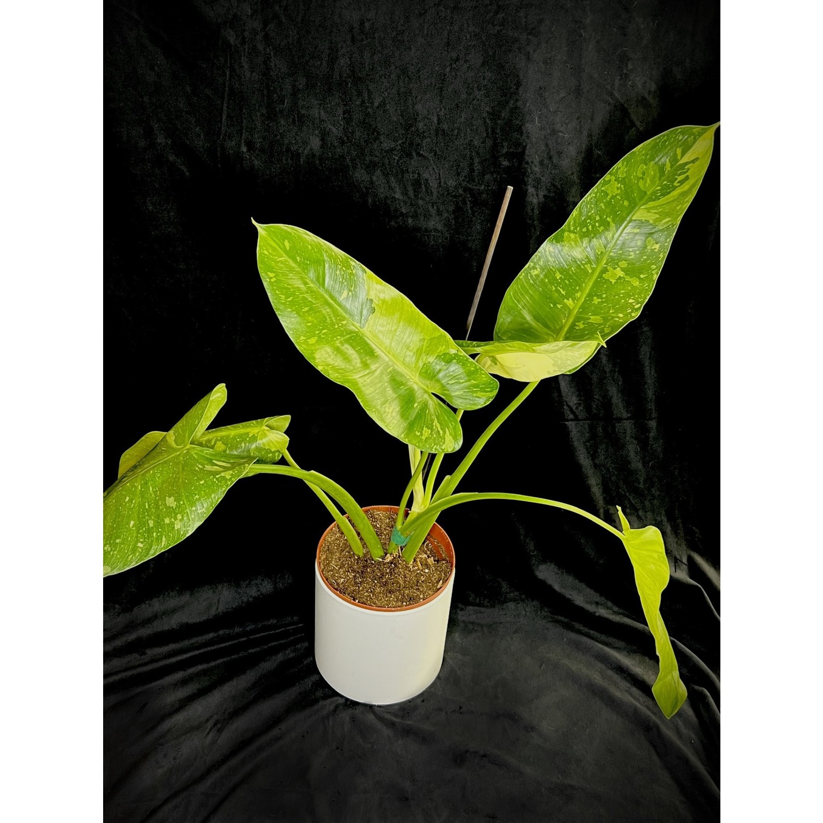 Philodendron ‘Jose Buono’