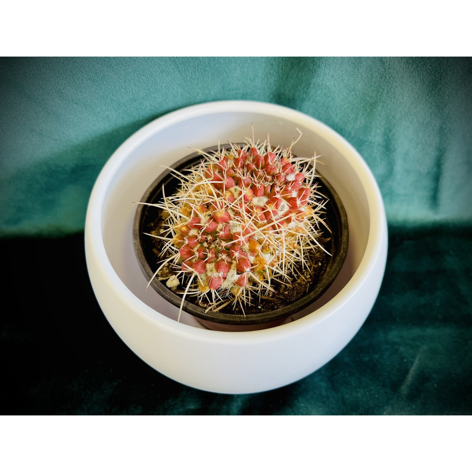 Mammillaria nejapensis 'Silver Arrows cactus'