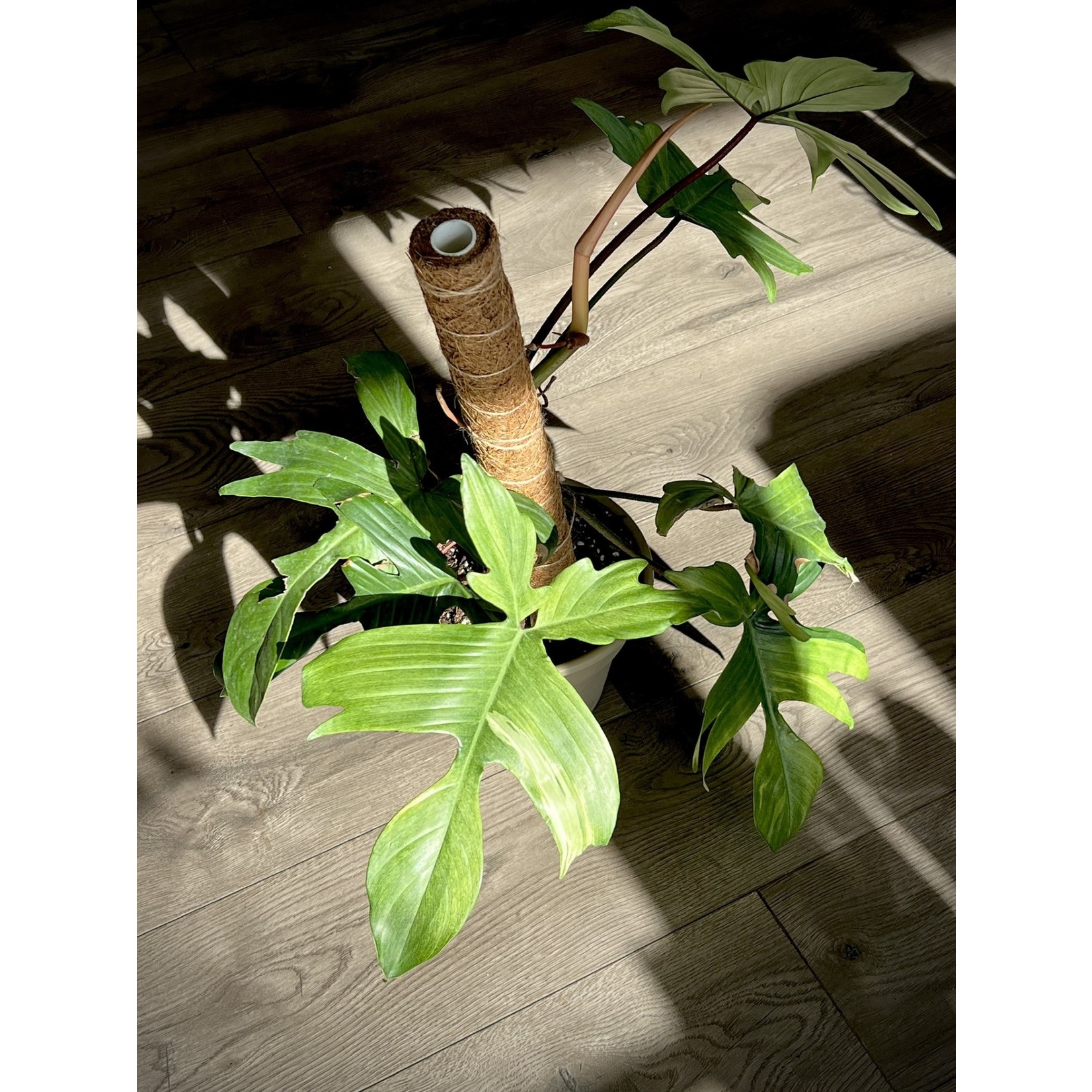 Philodendron bipennifoliurn 'Florida Ghost Mint'