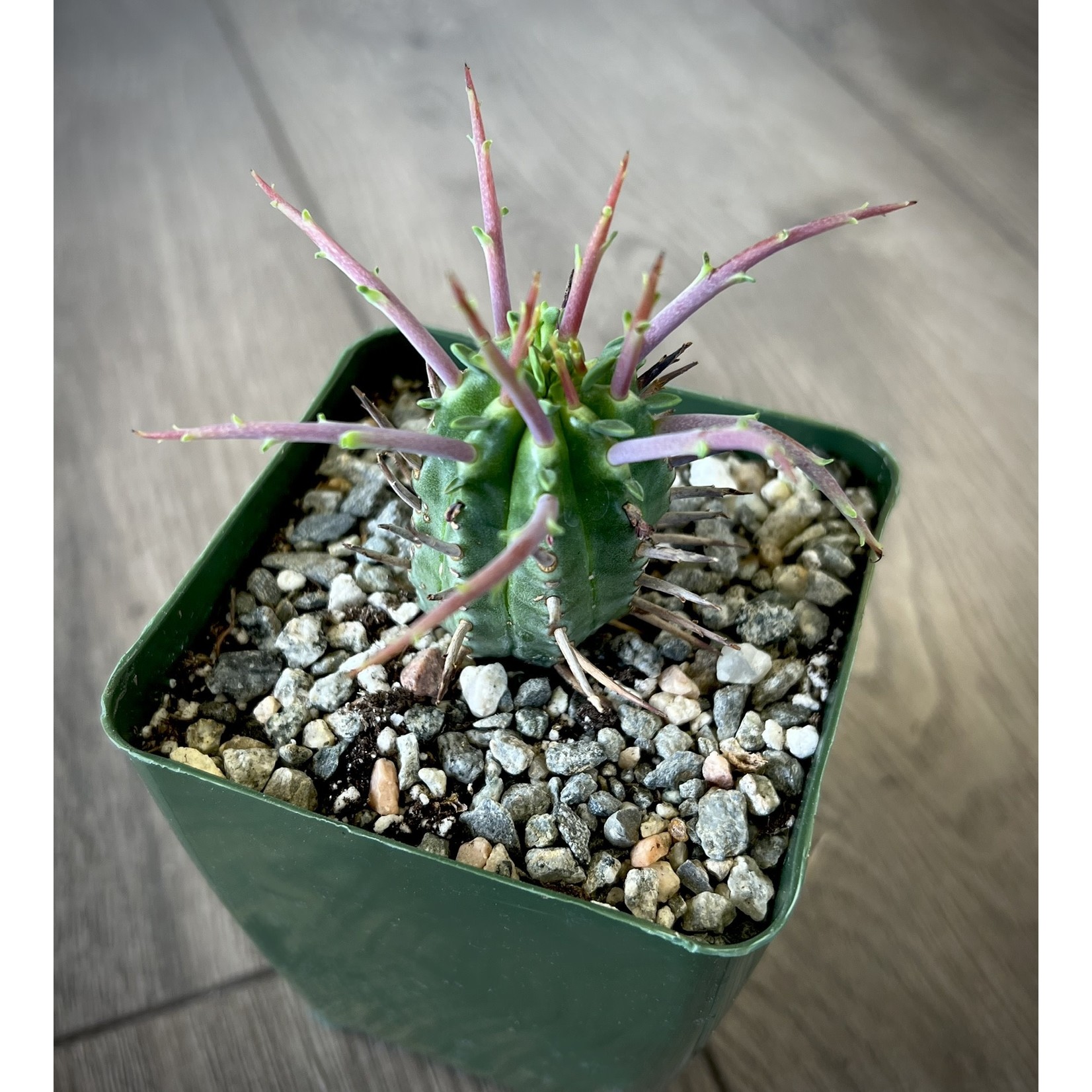 Euphorbia ferox 'Spurge