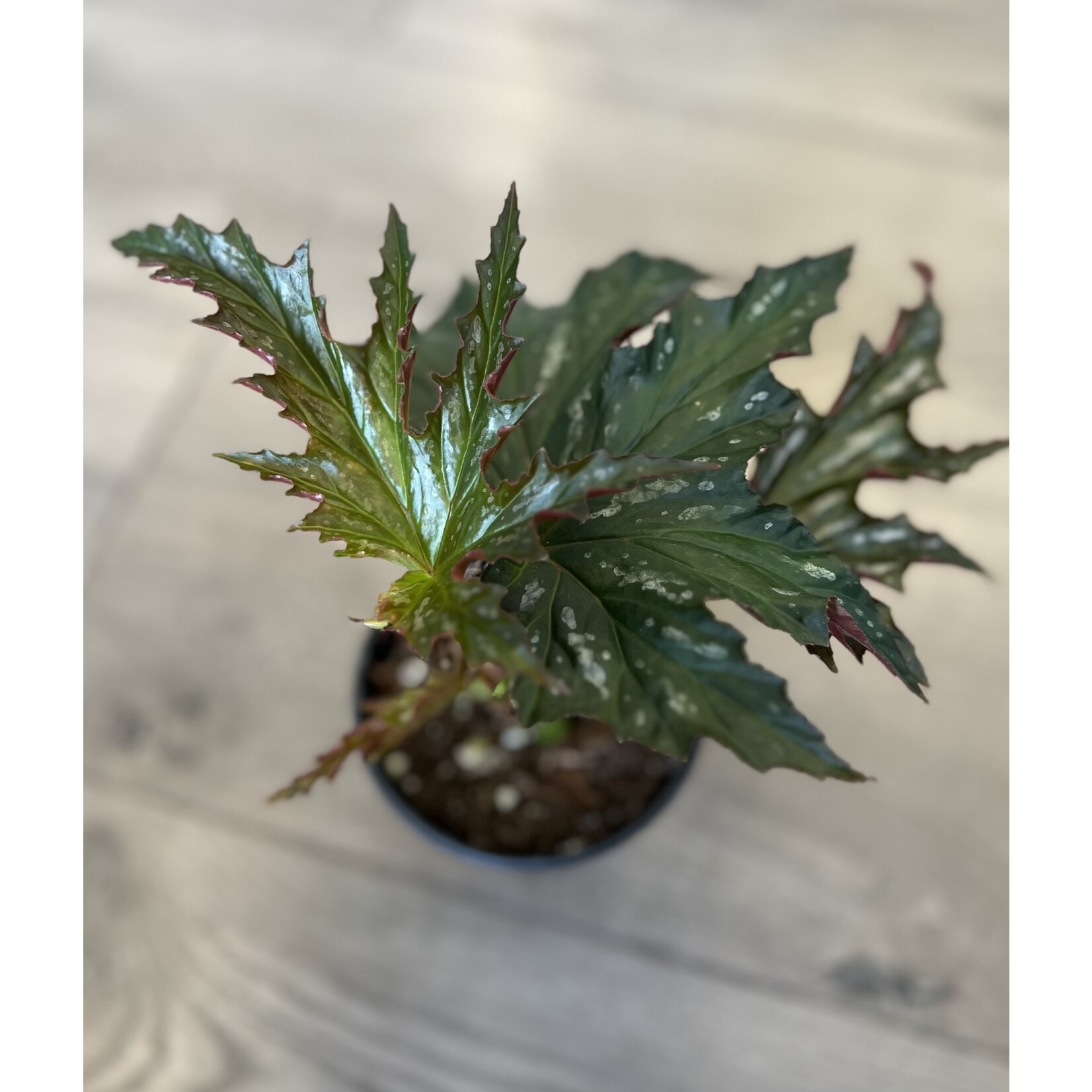 Begonia 'Sophia Cecile'