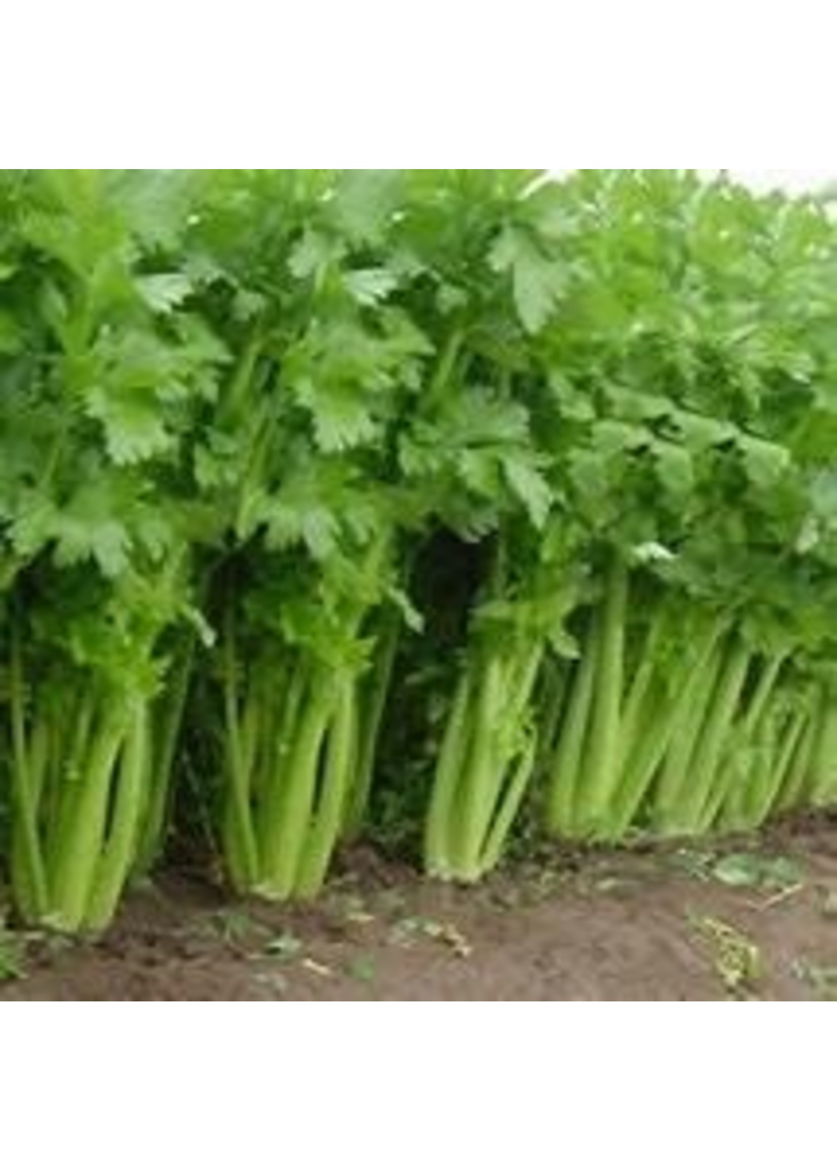 Heirloom Seeds(BIRRI) Celery – Tall Utah