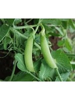 Heirloom Seeds(BIRRI) Snow Peas– Sugar Snap