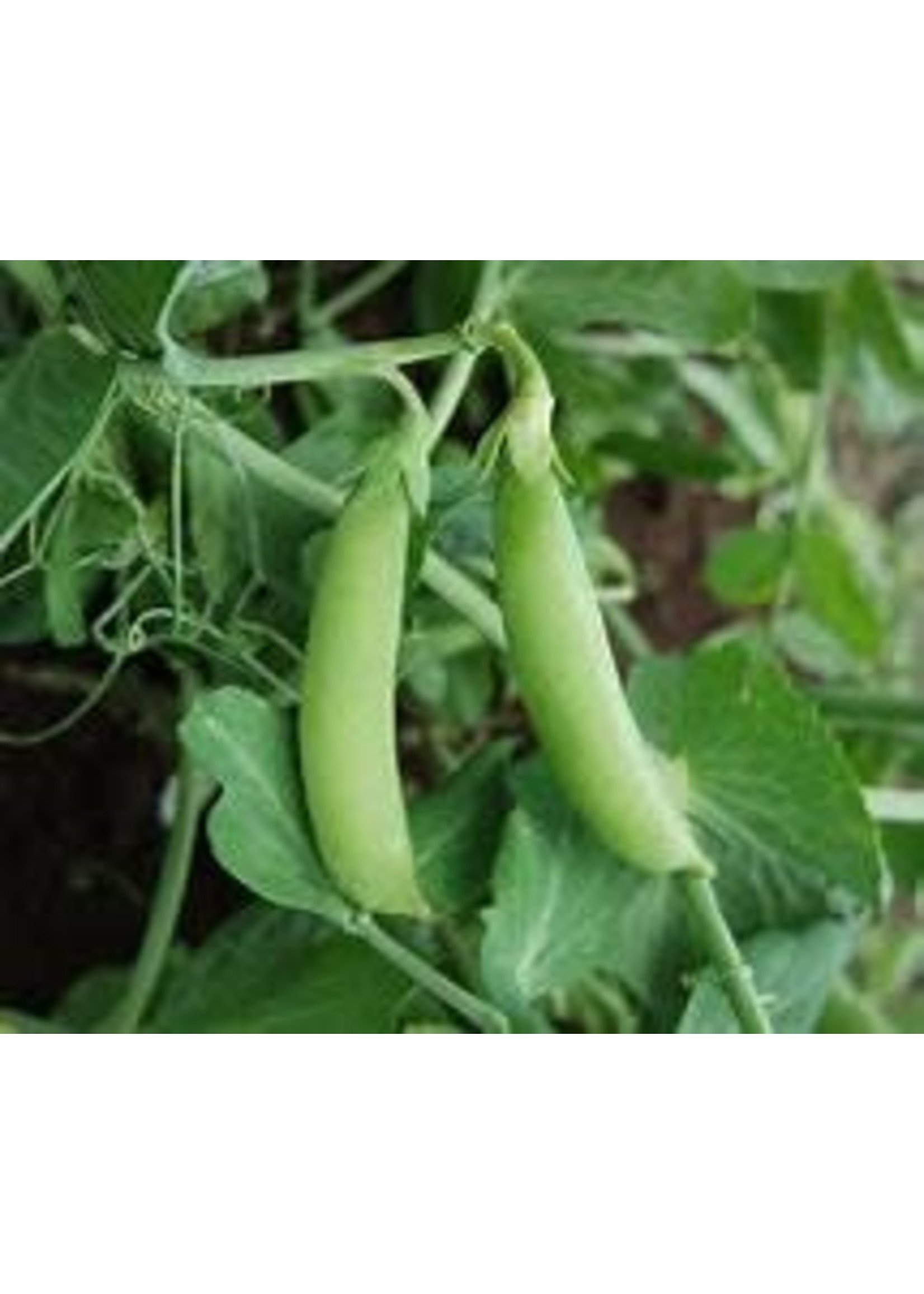 Heirloom Seeds(BIRRI) Snow Peas– Sugar Snap