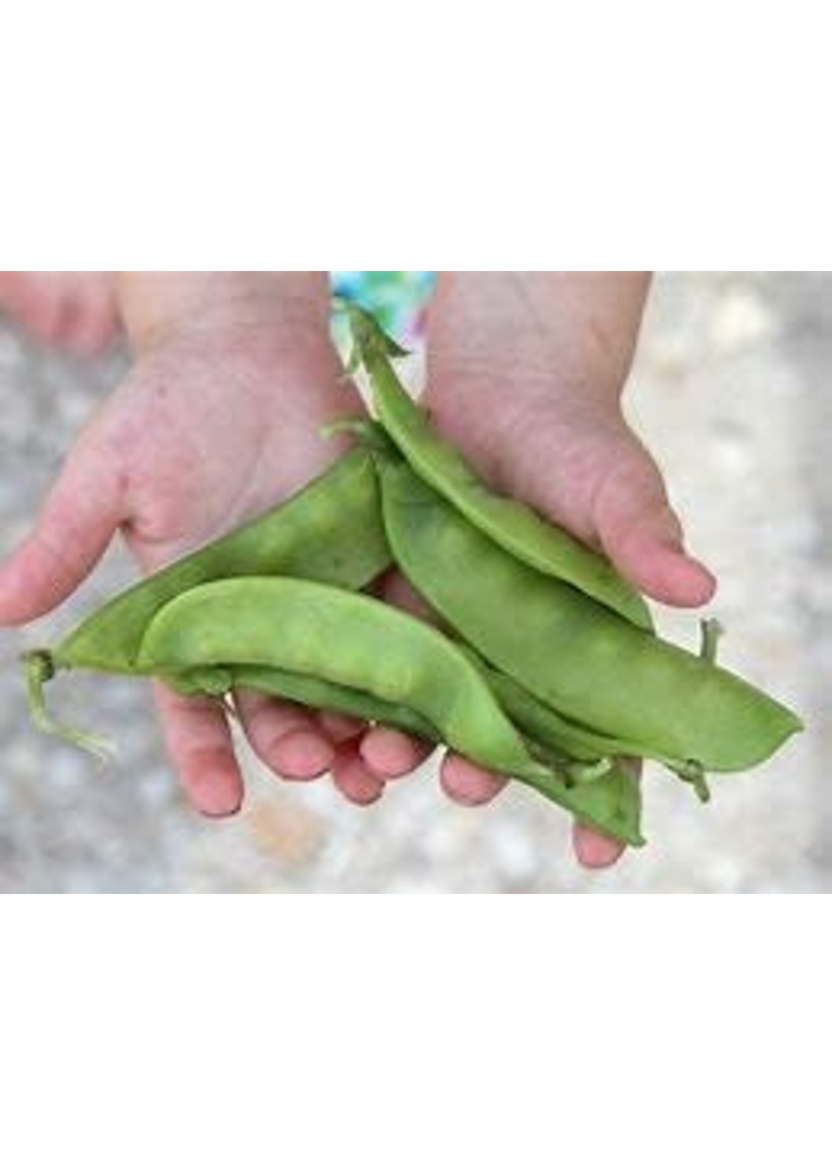 Heirloom Seeds(BIRRI) Snow Peas – Oregon sugar pod II