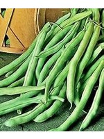 Heirloom Seeds(BIRRI) Bean- Green Bush Beans – Black Valentine