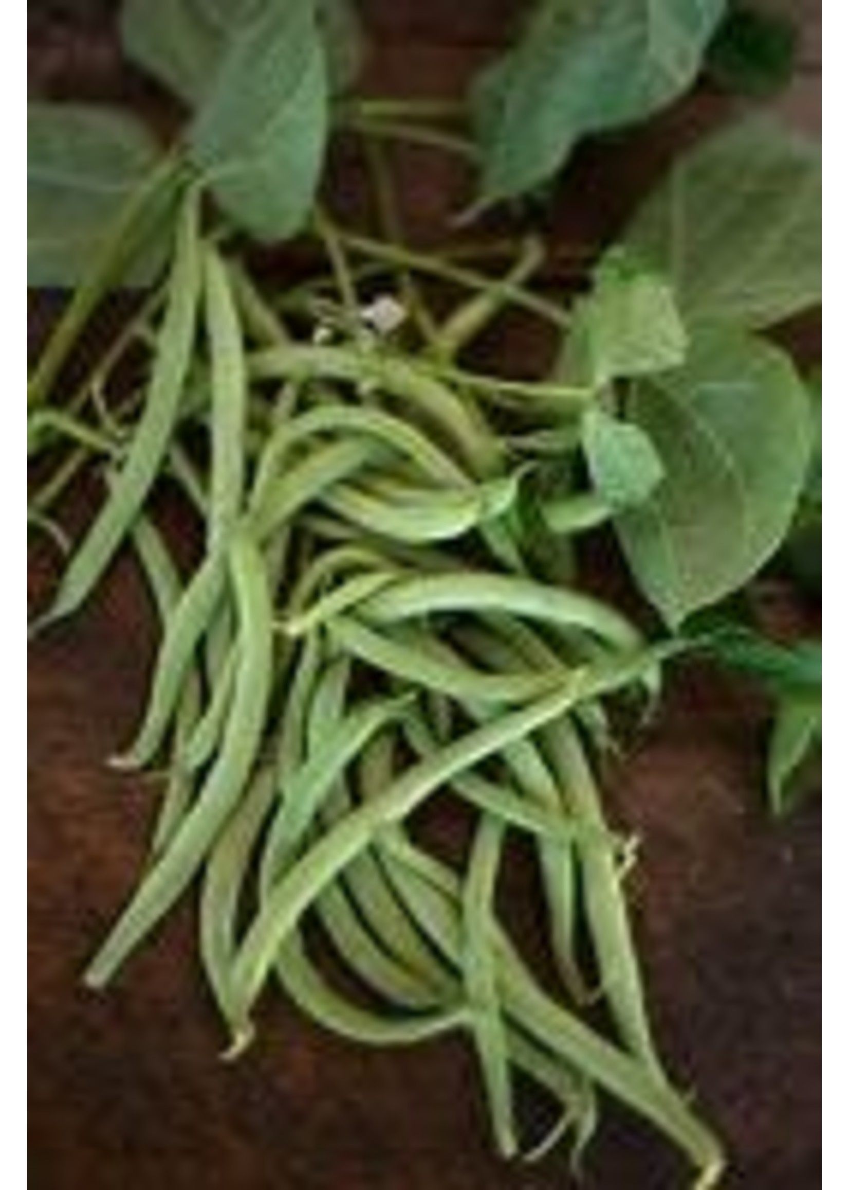 Heirloom Seeds(BIRRI) Bean- Green Bush Beans – Black Valentine