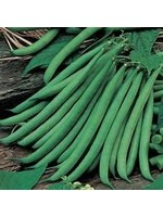 Heirloom Seeds(BIRRI) Bean- Green Pole Beans – Blue Lake