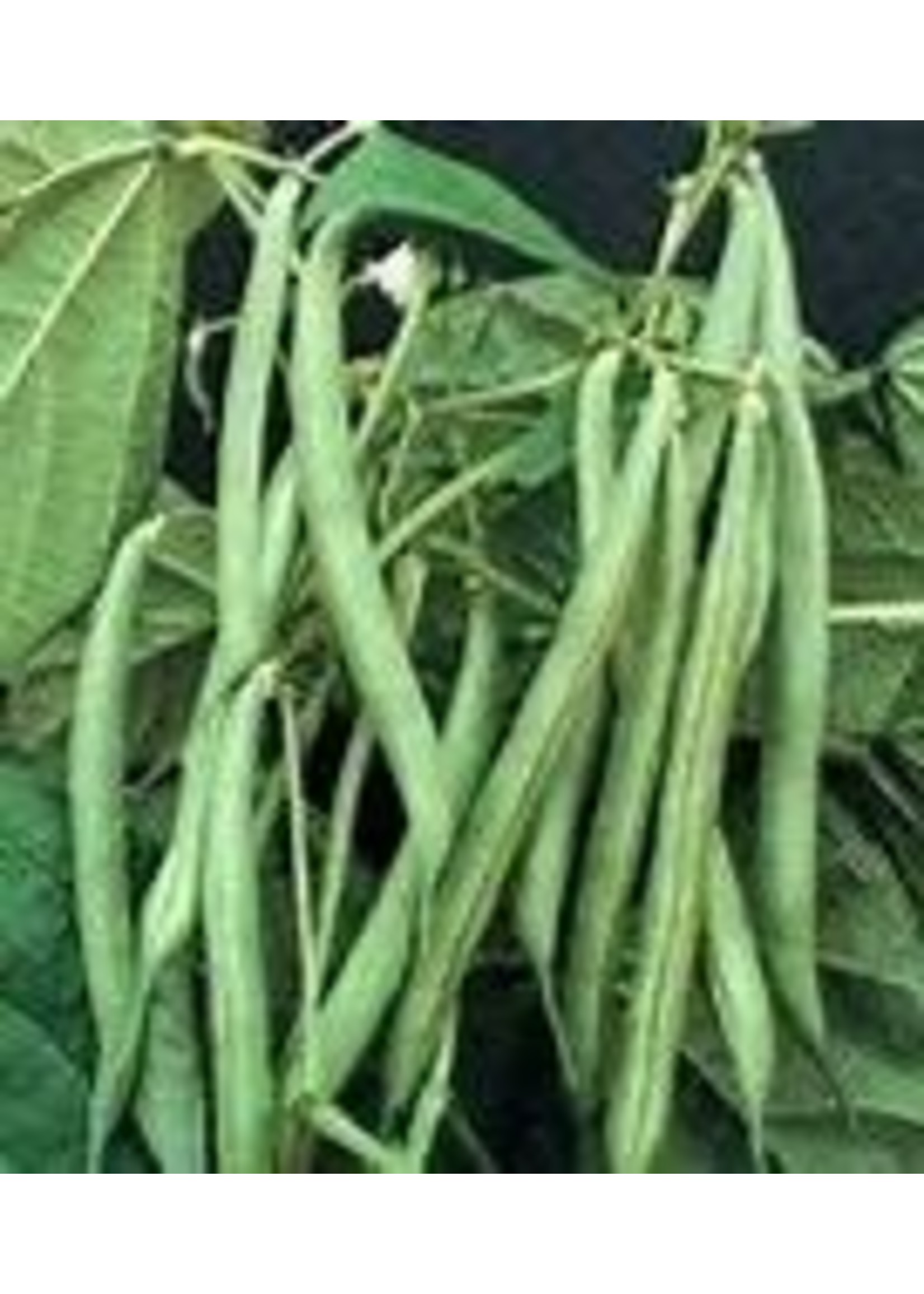 Heirloom Seeds(BIRRI) Bean- Green Pole Beans – Blue Lake