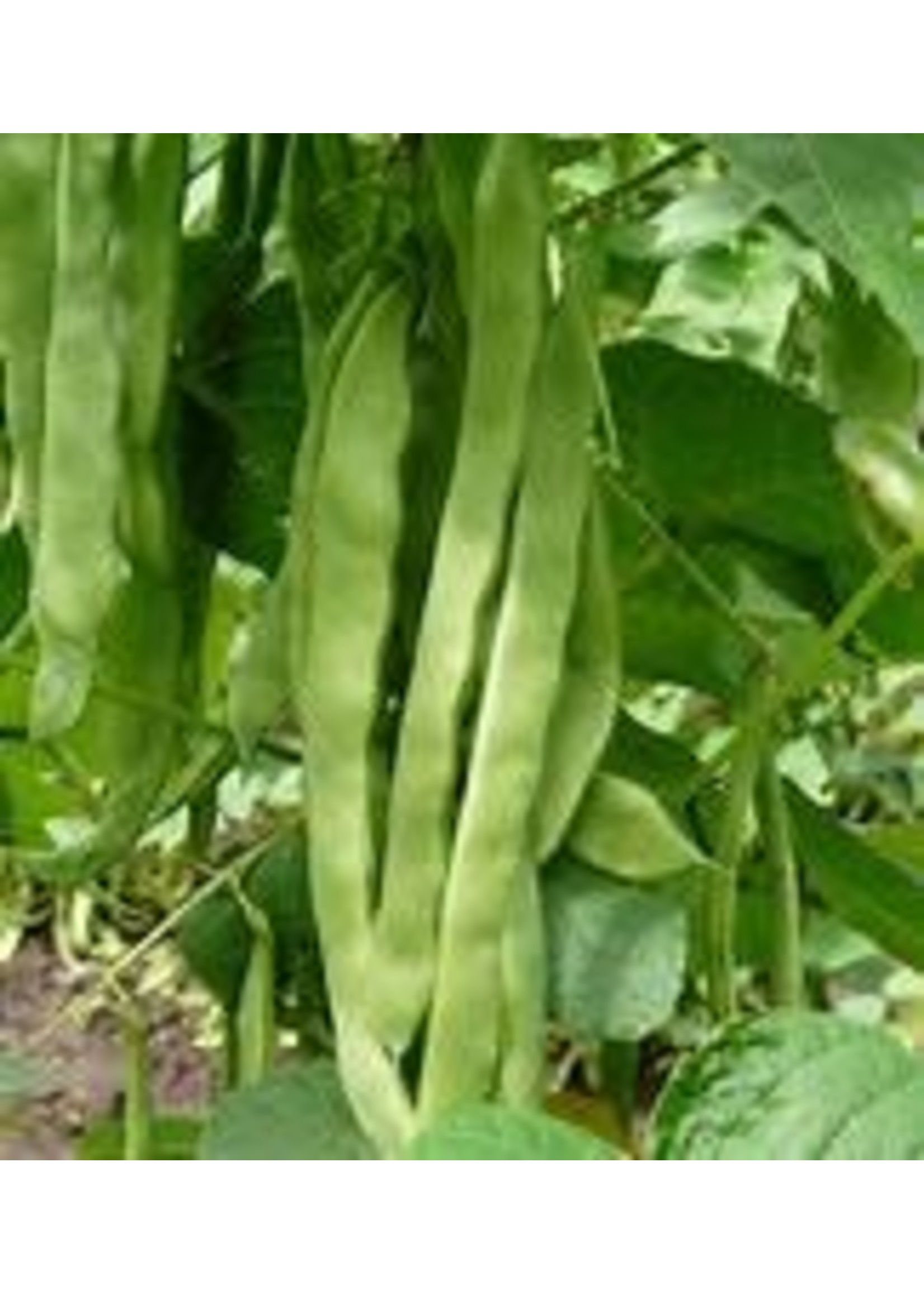 Heirloom Seeds(BIRRI) Bean- Green Pole Beans – Flat Climbing Hunter