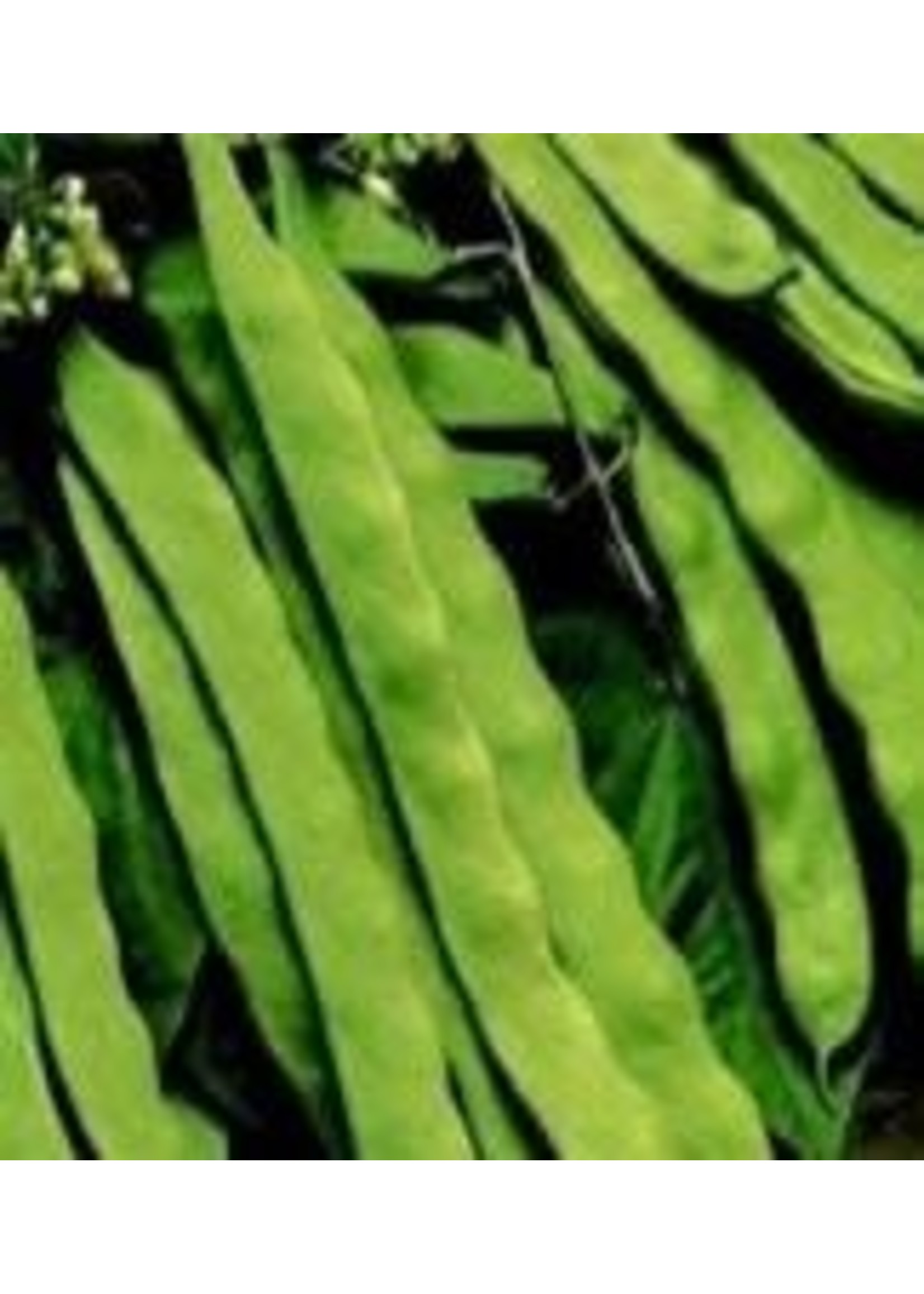 Heirloom Seeds(BIRRI) Bean- Green Pole Beans – Flat Climbing Hunter