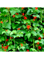 Heirloom Seeds(BIRRI) Bean- Green Pole Beans – Climbing Scarlet Runner
