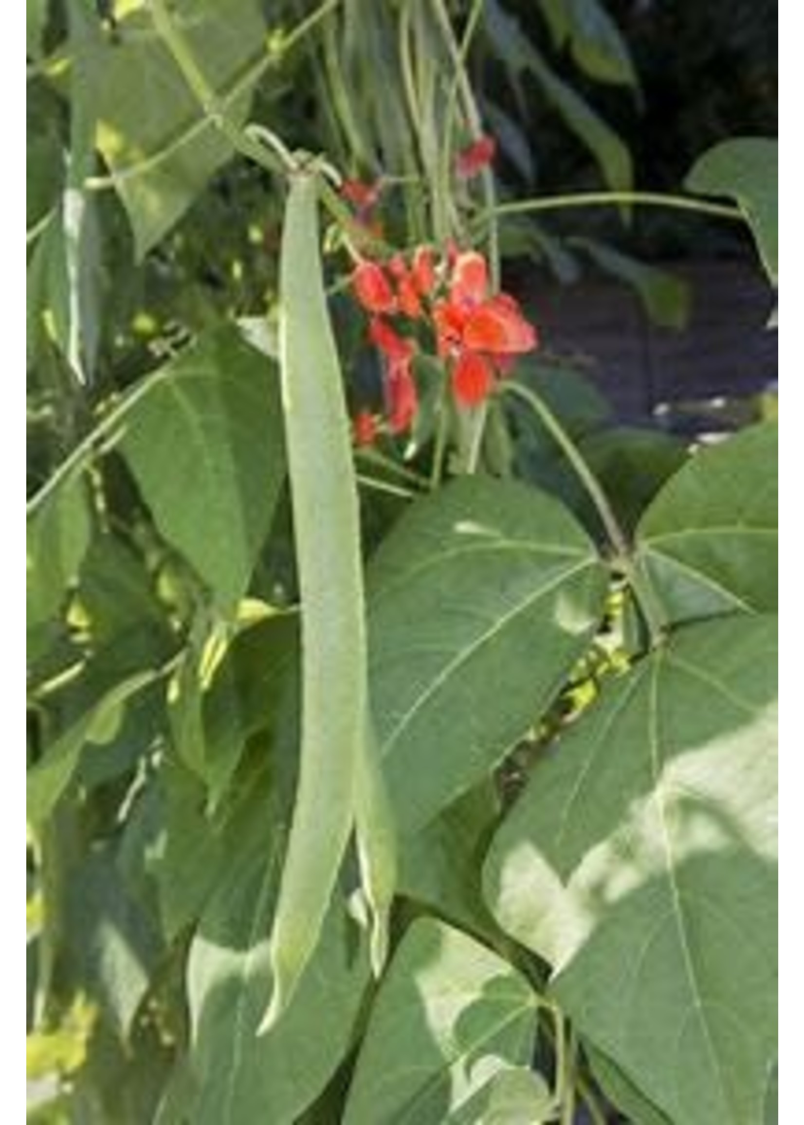 Heirloom Seeds(BIRRI) Bean- Green Pole Beans – Climbing Scarlet Runner