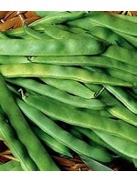 Heirloom Seeds(BIRRI) Bean- Bush Beans – Flat Romano- Roma II