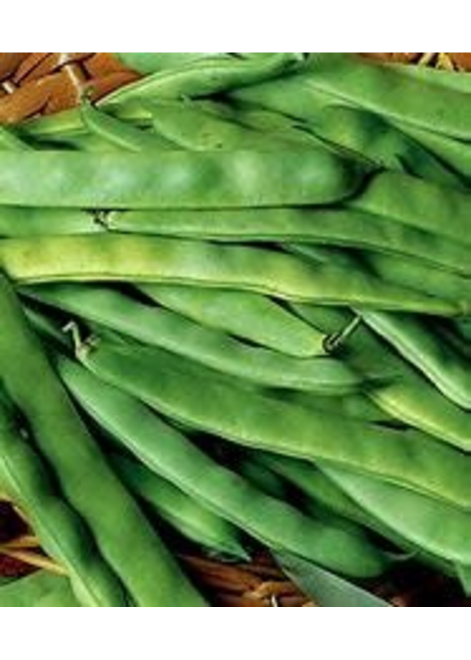 Heirloom Seeds(BIRRI) Bean- Bush Beans – Flat Romano- Roma II