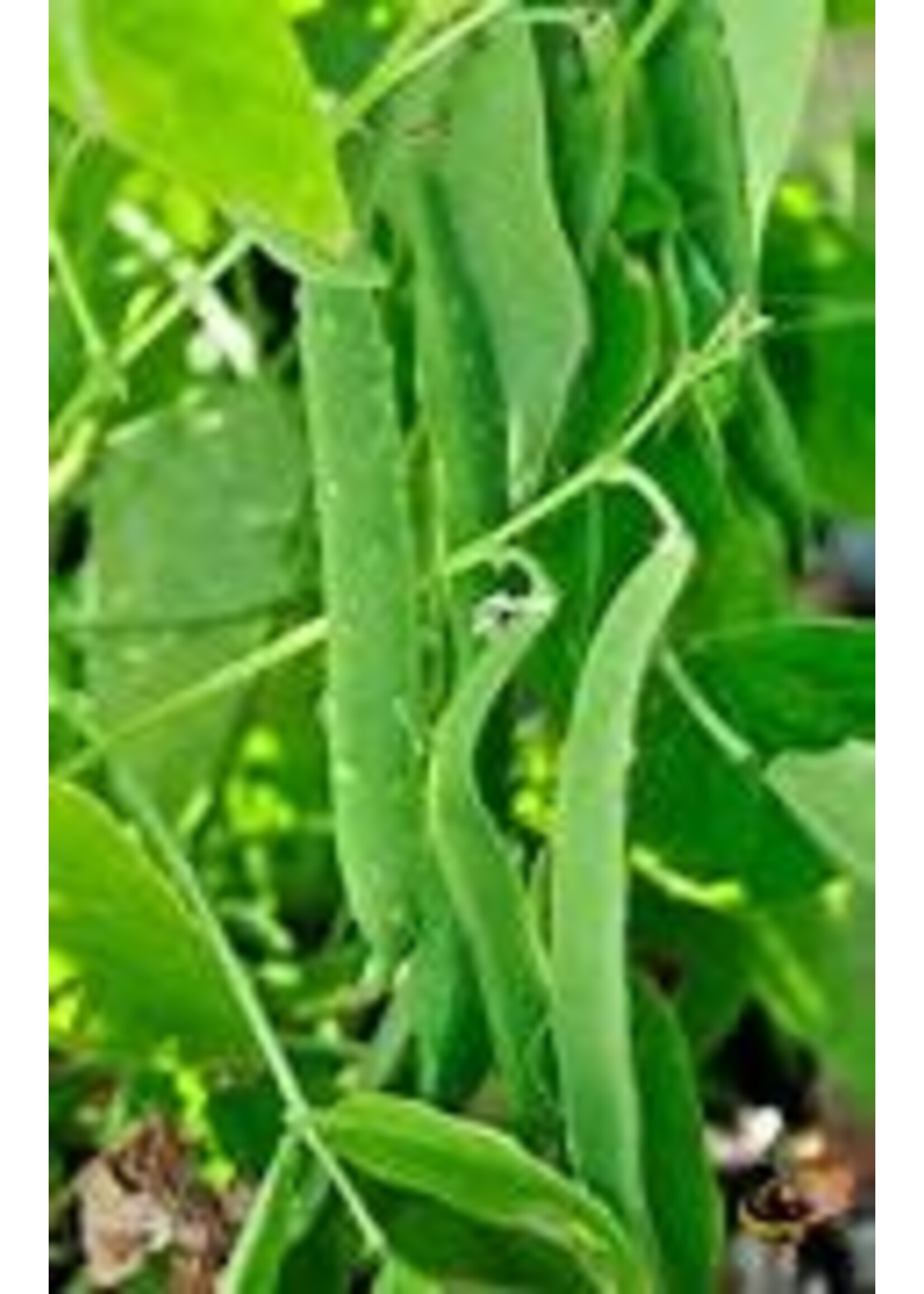 Heirloom Seeds(BIRRI) Bean- Bush Beans – Flat Romano- Roma II