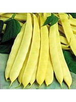 Heirloom Seeds(BIRRI) Bean- Yellow Pole Beans – Goldfield