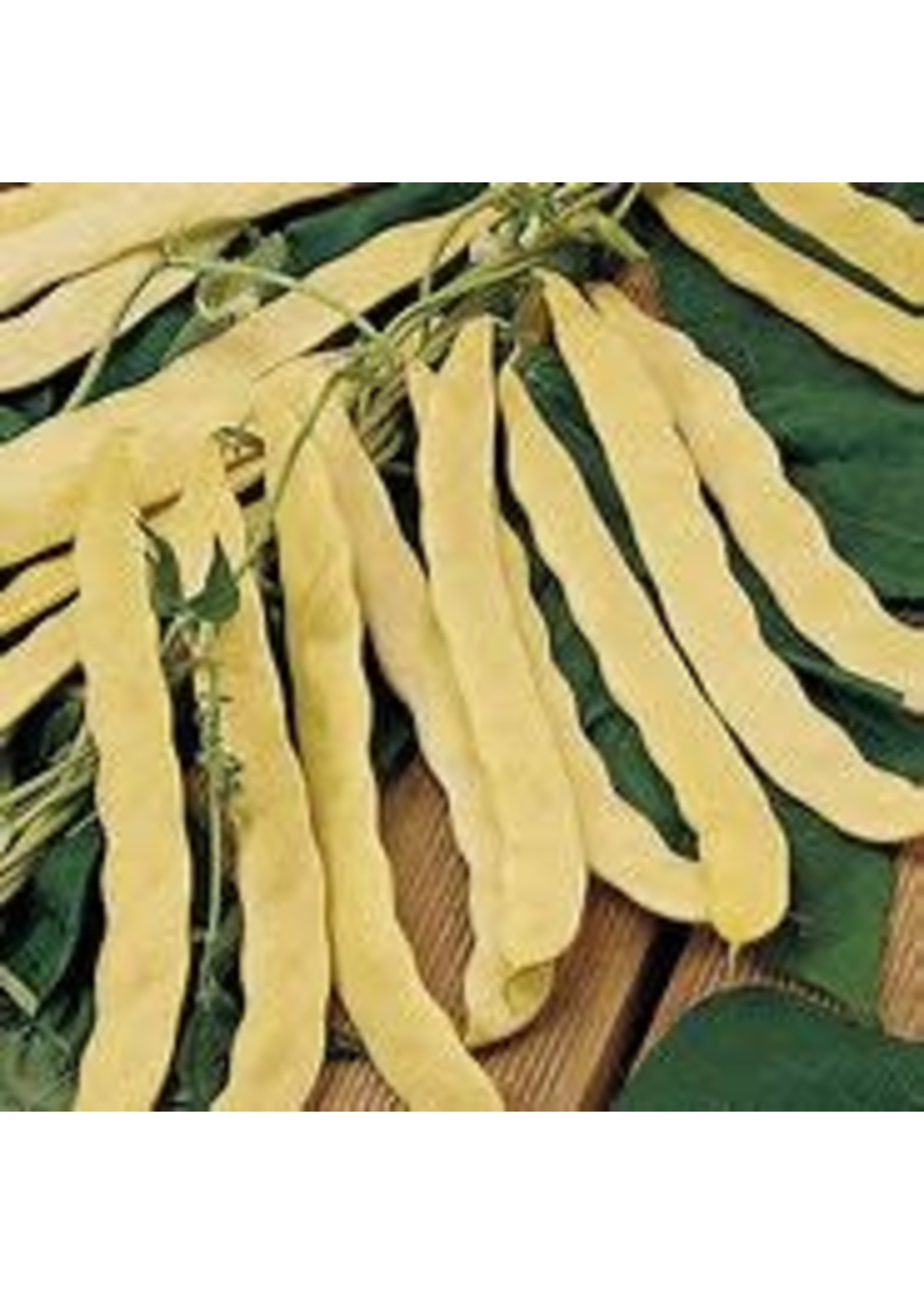 Heirloom Seeds(BIRRI) Bean- Yellow Pole Beans – Goldfield