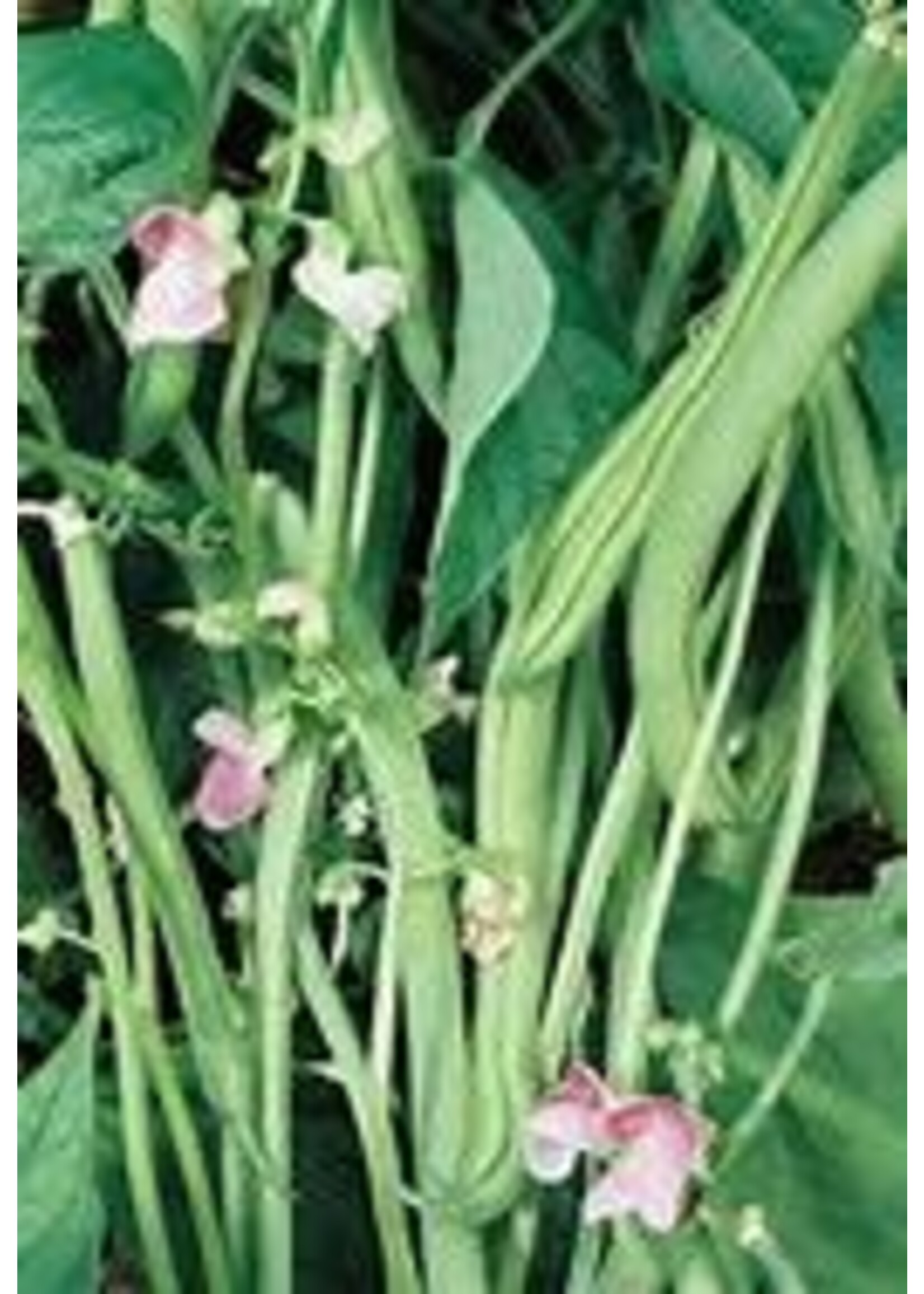 Heirloom Seeds(BIRRI) Bean- Green Bush Beans – Green Provider