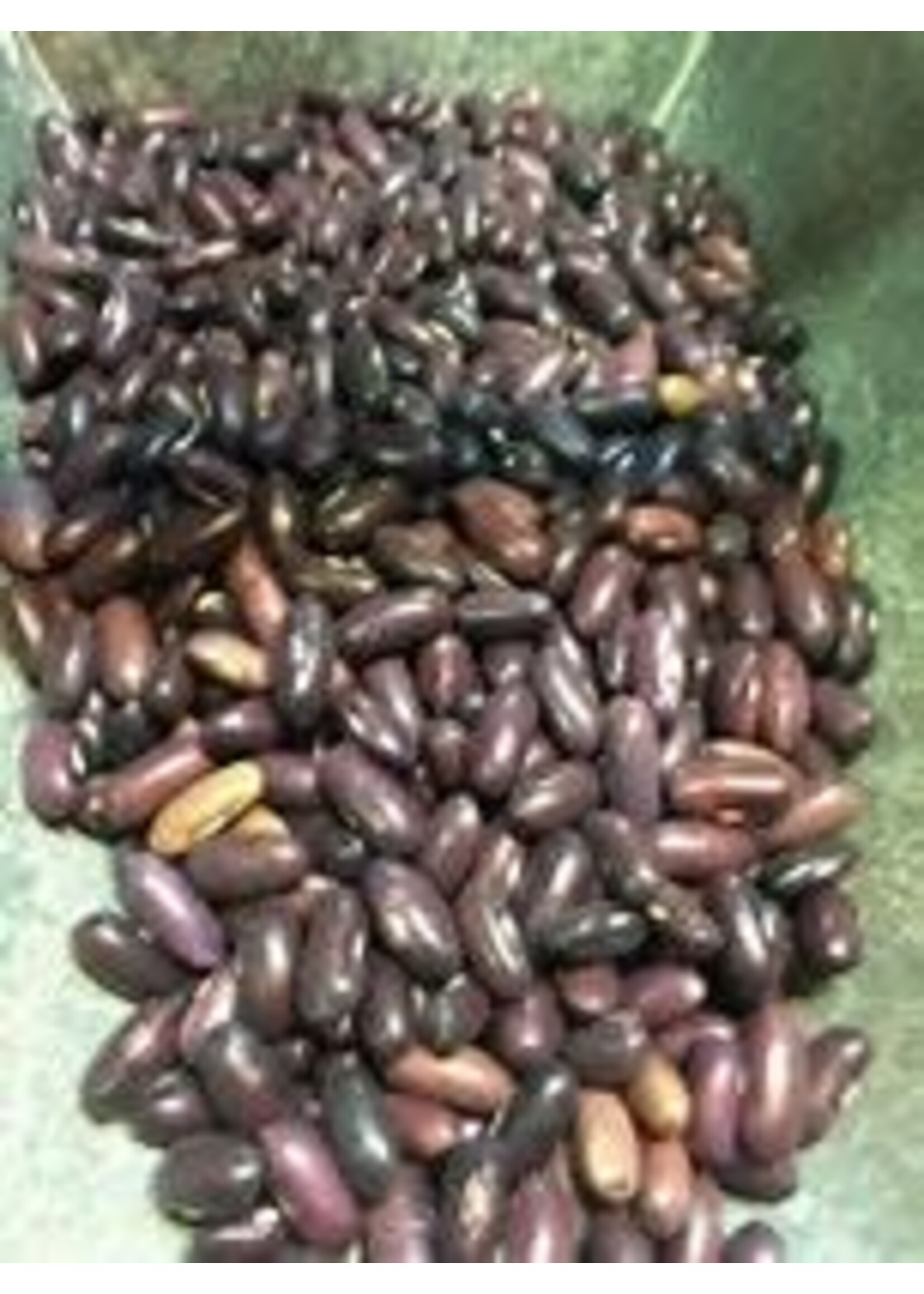 Heirloom Seeds(BIRRI) Bean- Green Bush Beans – Green Provider