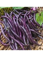 Heirloom Seeds(BIRRI) Bean- Purple Bush Beans – Purple Royal Burgundy