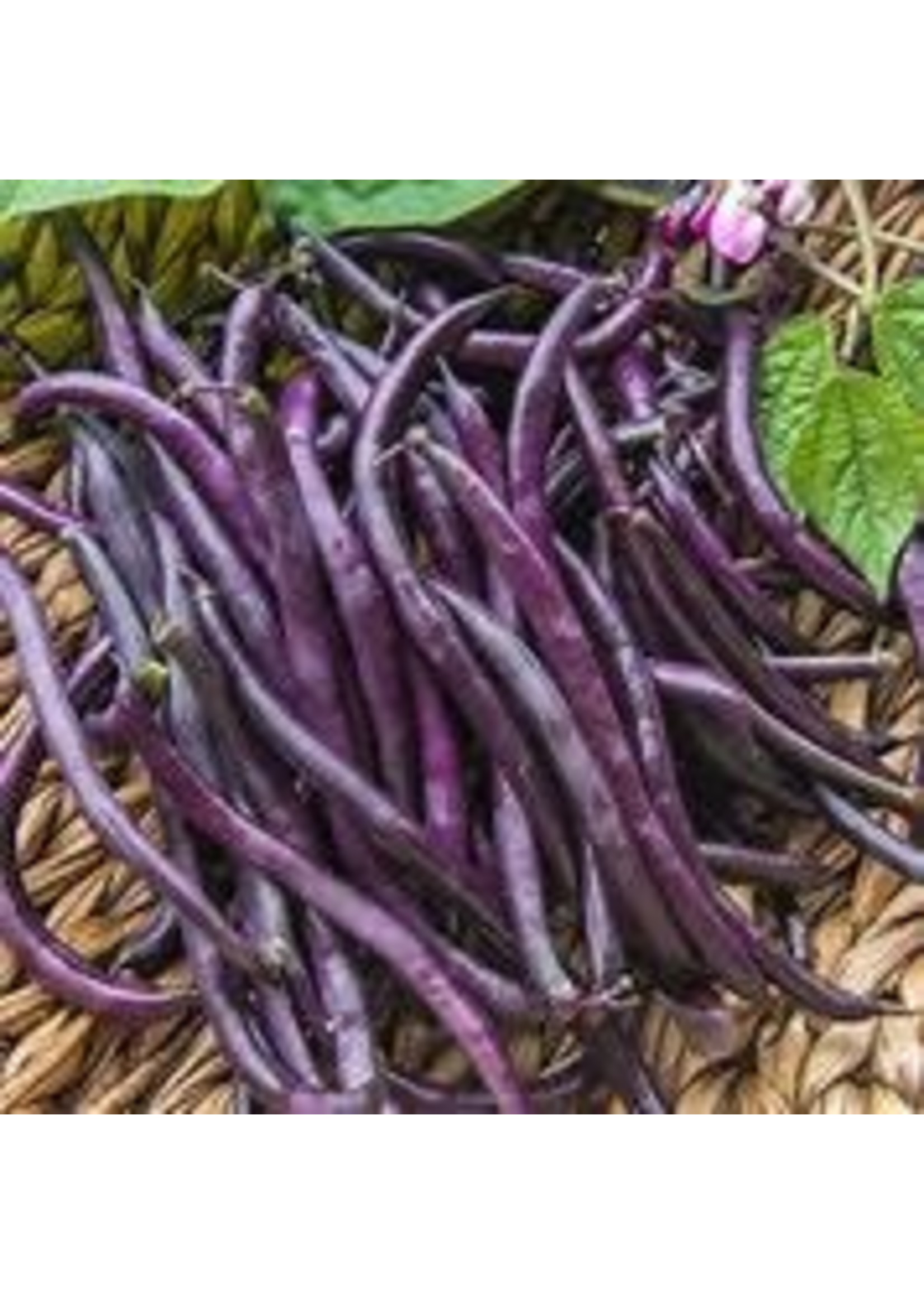 Heirloom Seeds(BIRRI) Bean- Purple Bush Beans – Purple Royal Burgundy