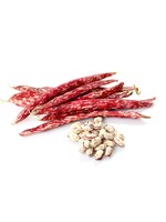 Heirloom Seeds(BIRRI) Bean- Bush Shell Beans – Red Tongue of Fire