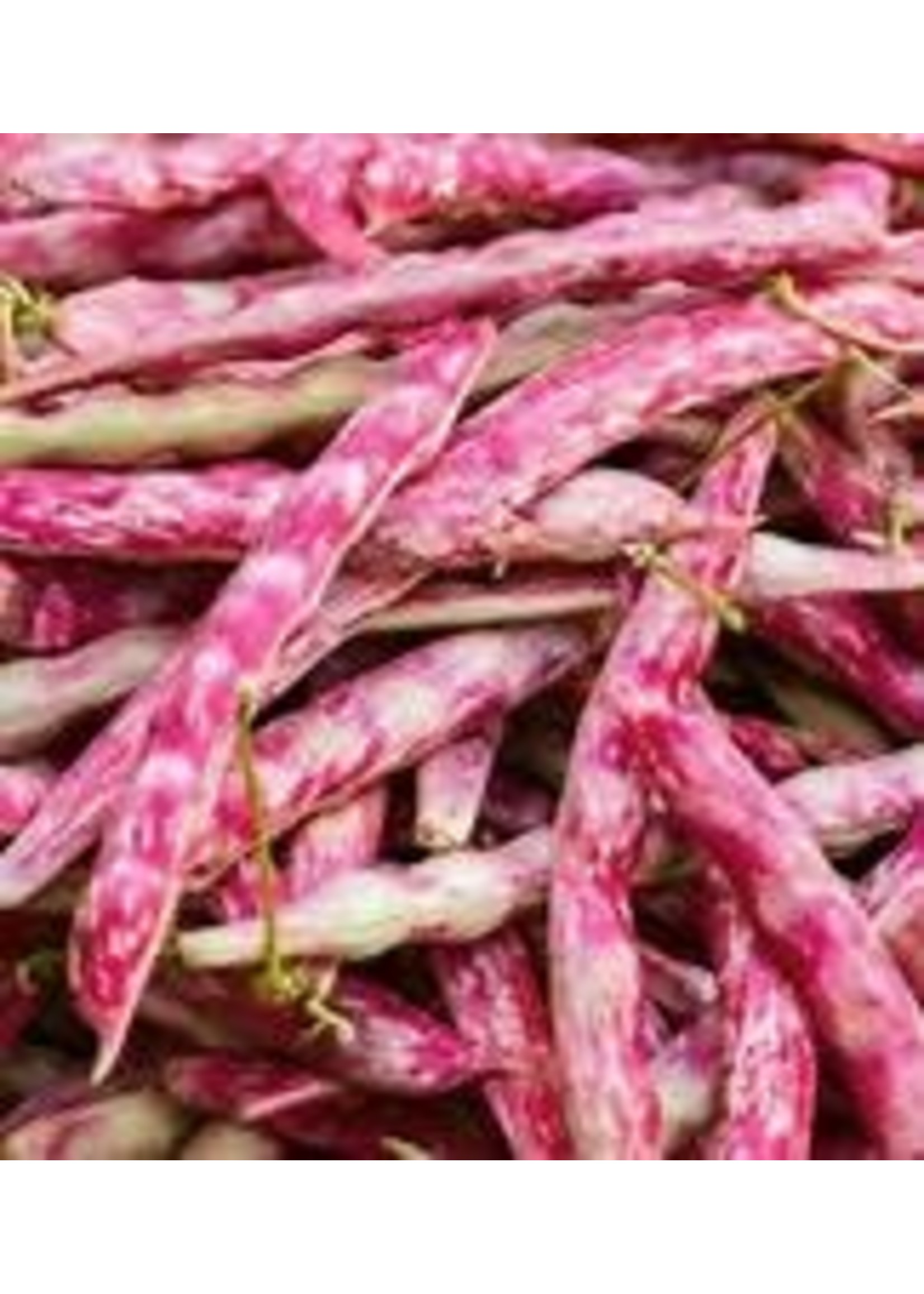 Heirloom Seeds(BIRRI) Bean- Bush Shell Beans – Red Tongue of Fire