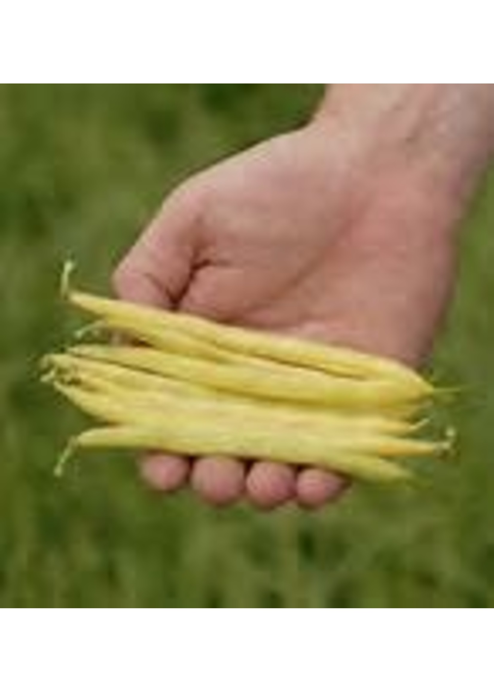 Heirloom Seeds(BIRRI) Bean- Yellow Bush Beans – Yellow Carson