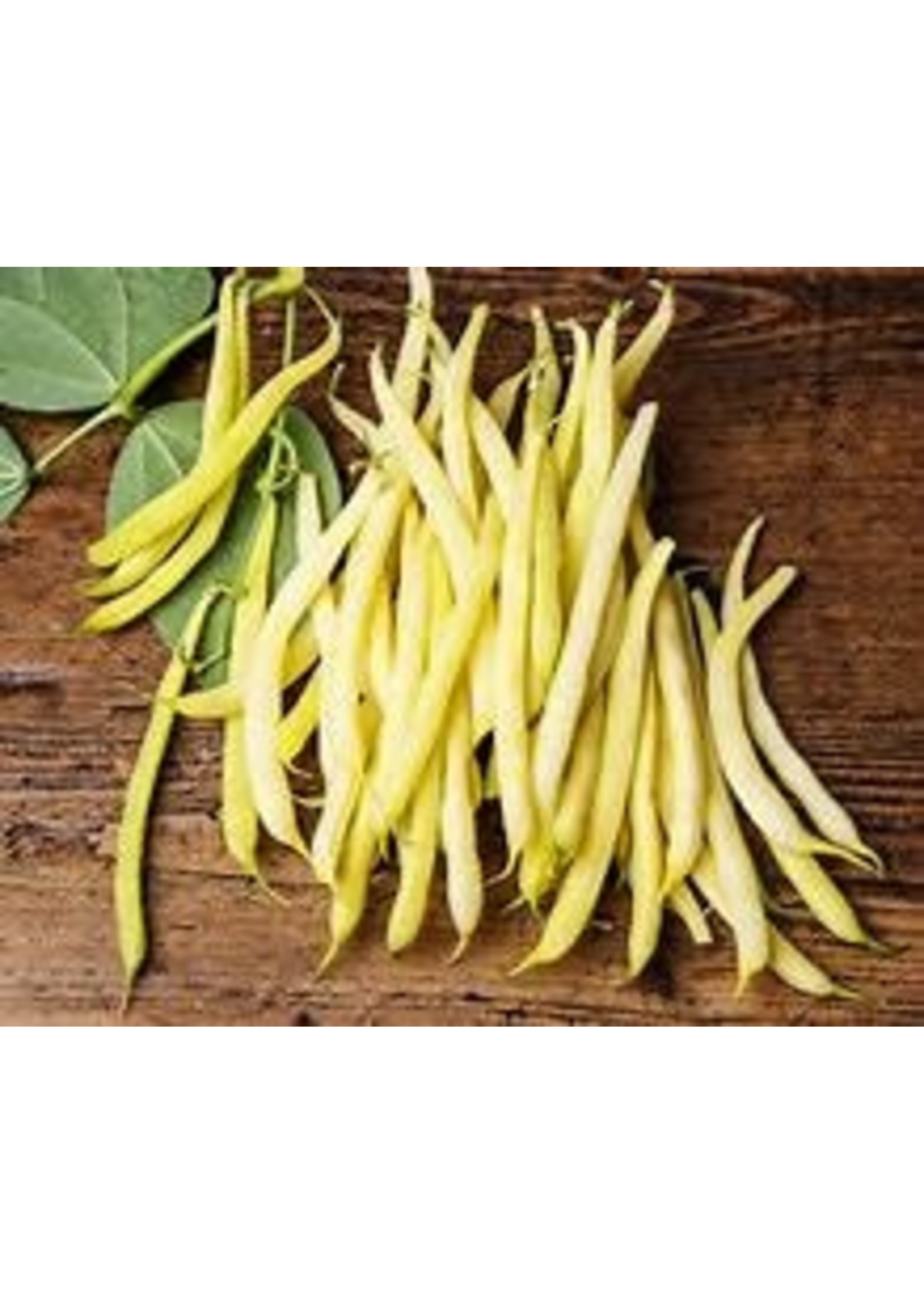 Heirloom Seeds(BIRRI) Bean- Yellow Bush Beans – Gold Rush