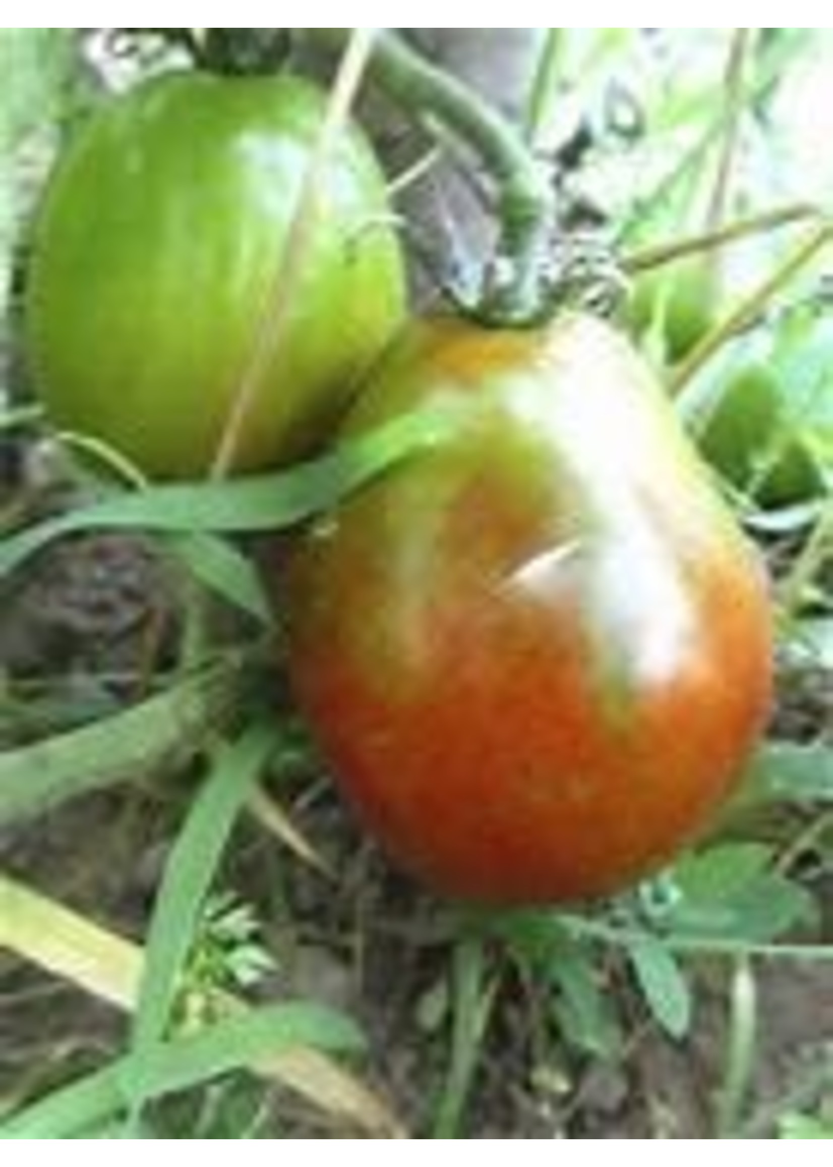 Heirloom Seeds(BIRRI) Tomatoes – Black Pear