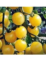 Heirloom Seeds(BIRRI) Tomatoes – Cherry White