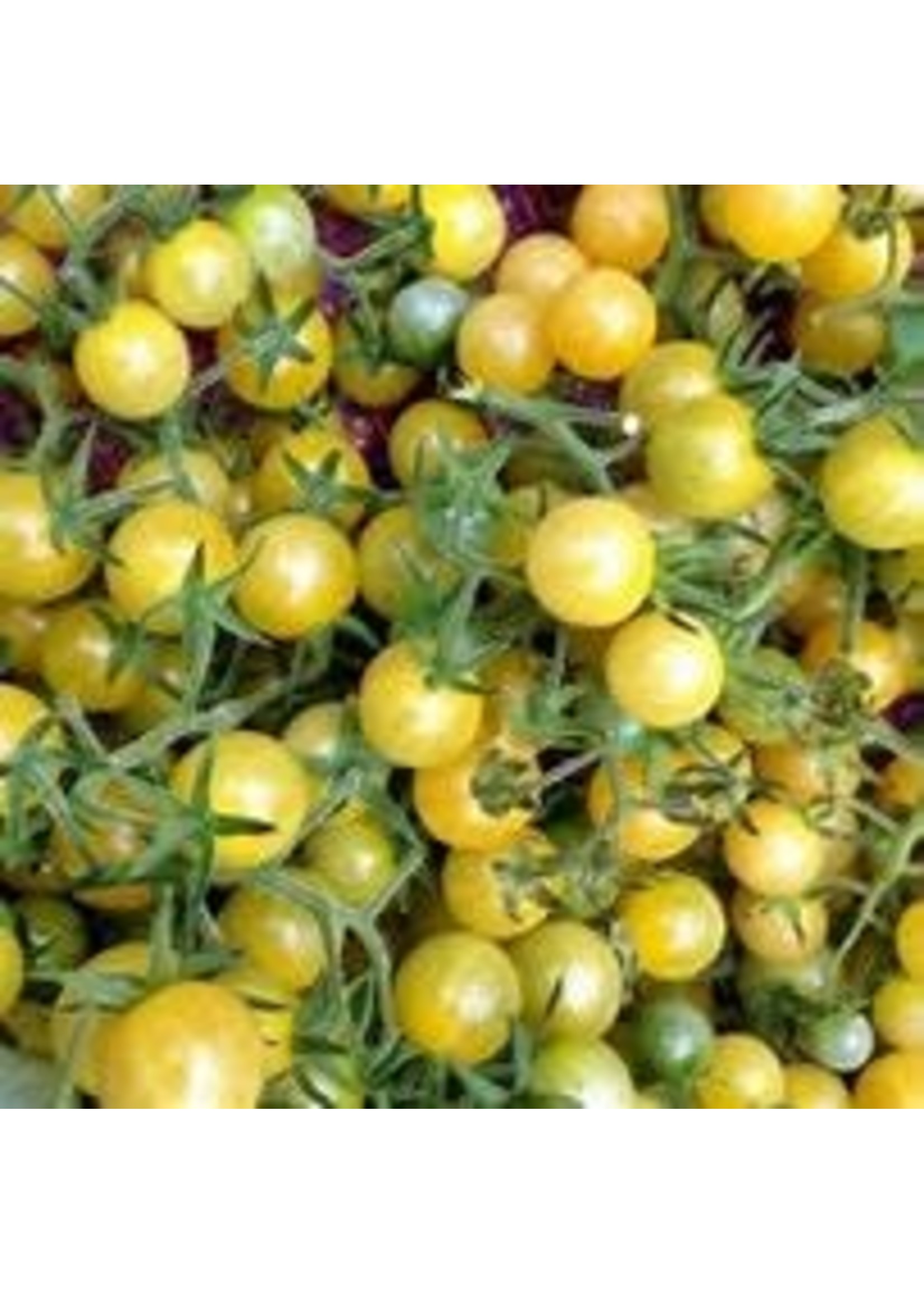 Heirloom Seeds(BIRRI) Tomatoes – Cherry White
