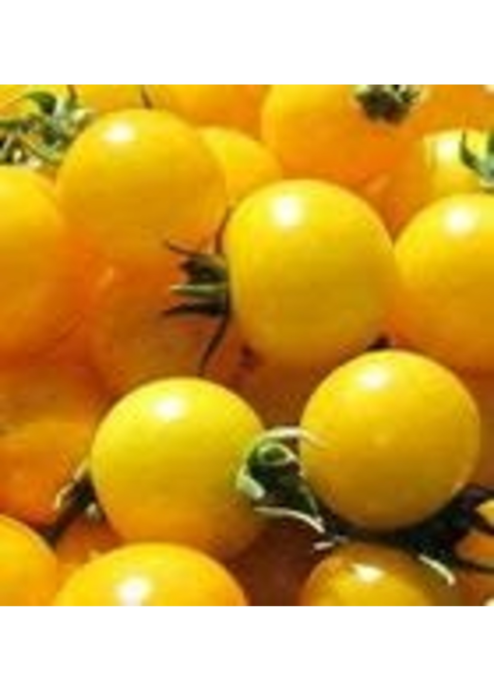 Heirloom Seeds(BIRRI) Tomatoes –Yellow Cherry tomato - Gold Nugget