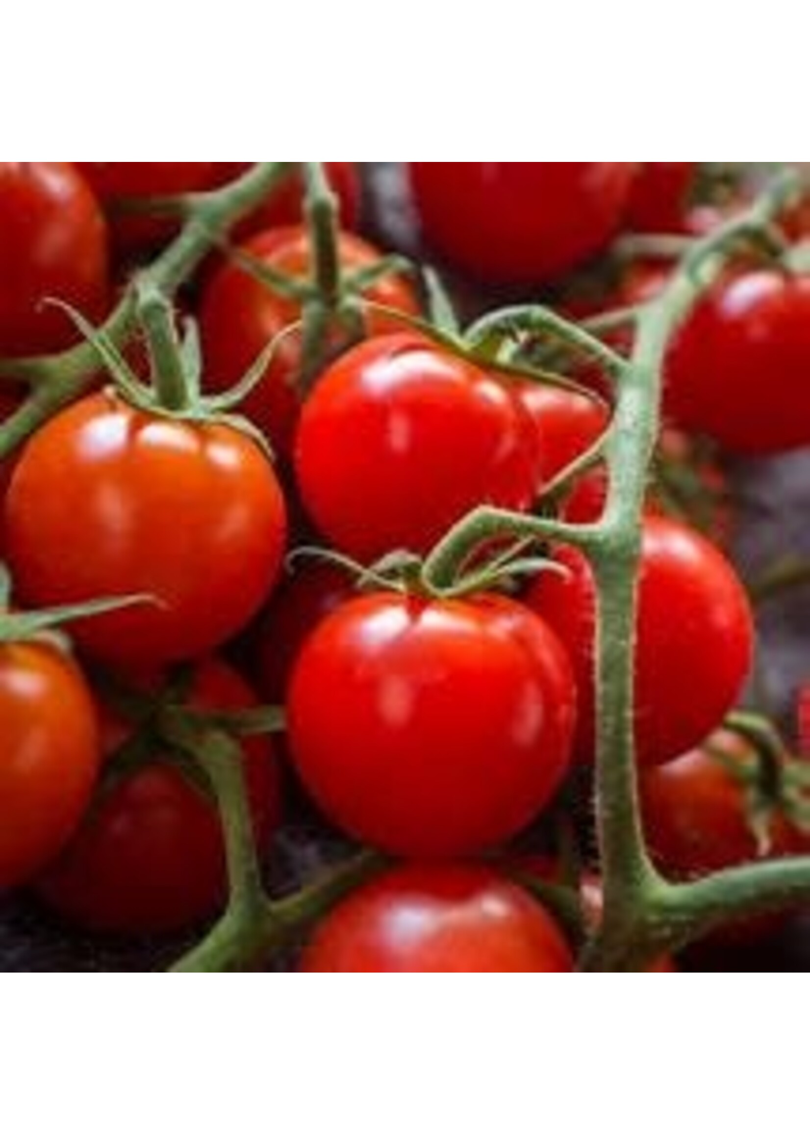 Heirloom Seeds(BIRRI) Tomatoes – Cherry Large Red