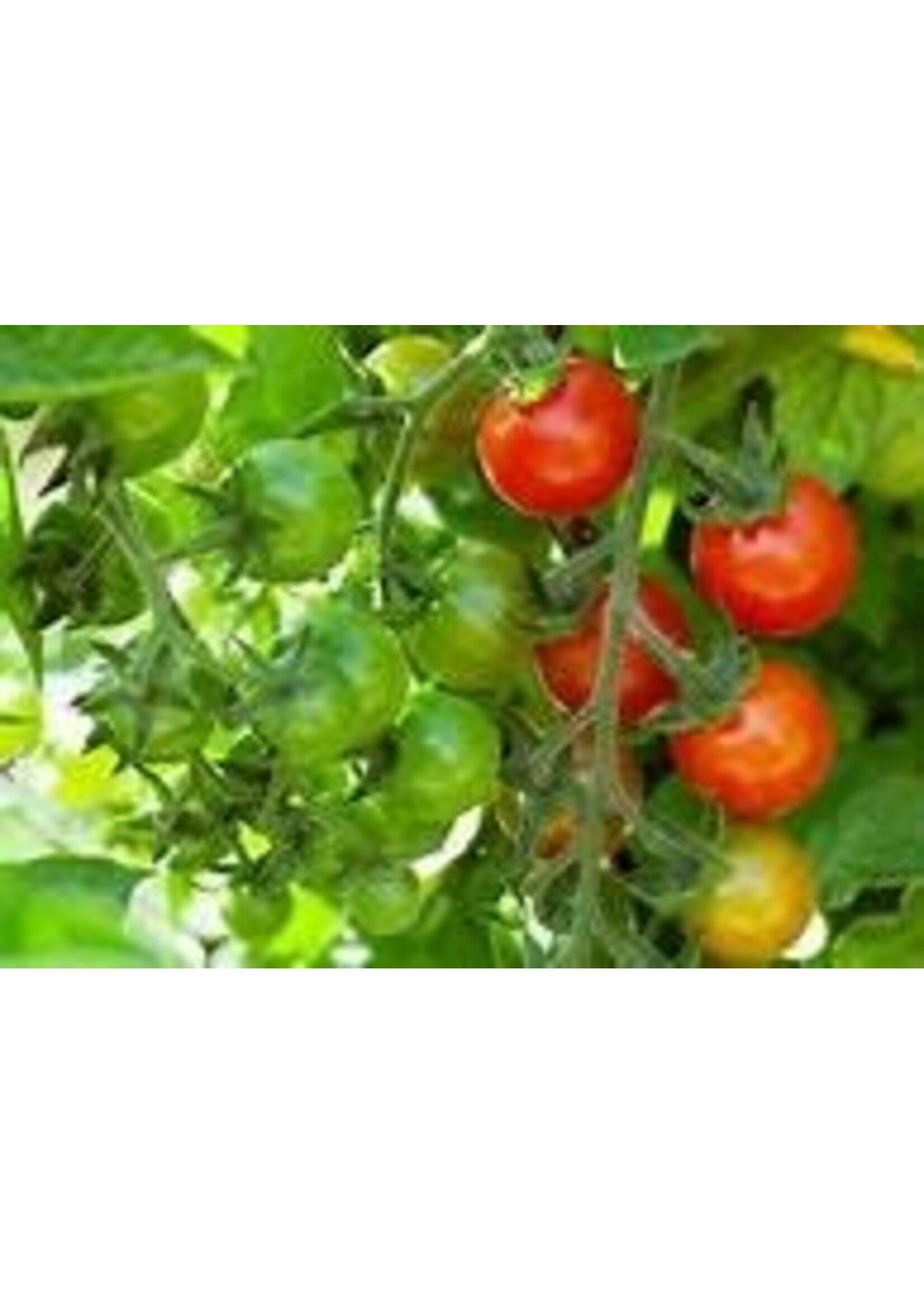 Heirloom Seeds(BIRRI) Tomatoes – Cherry Large Red