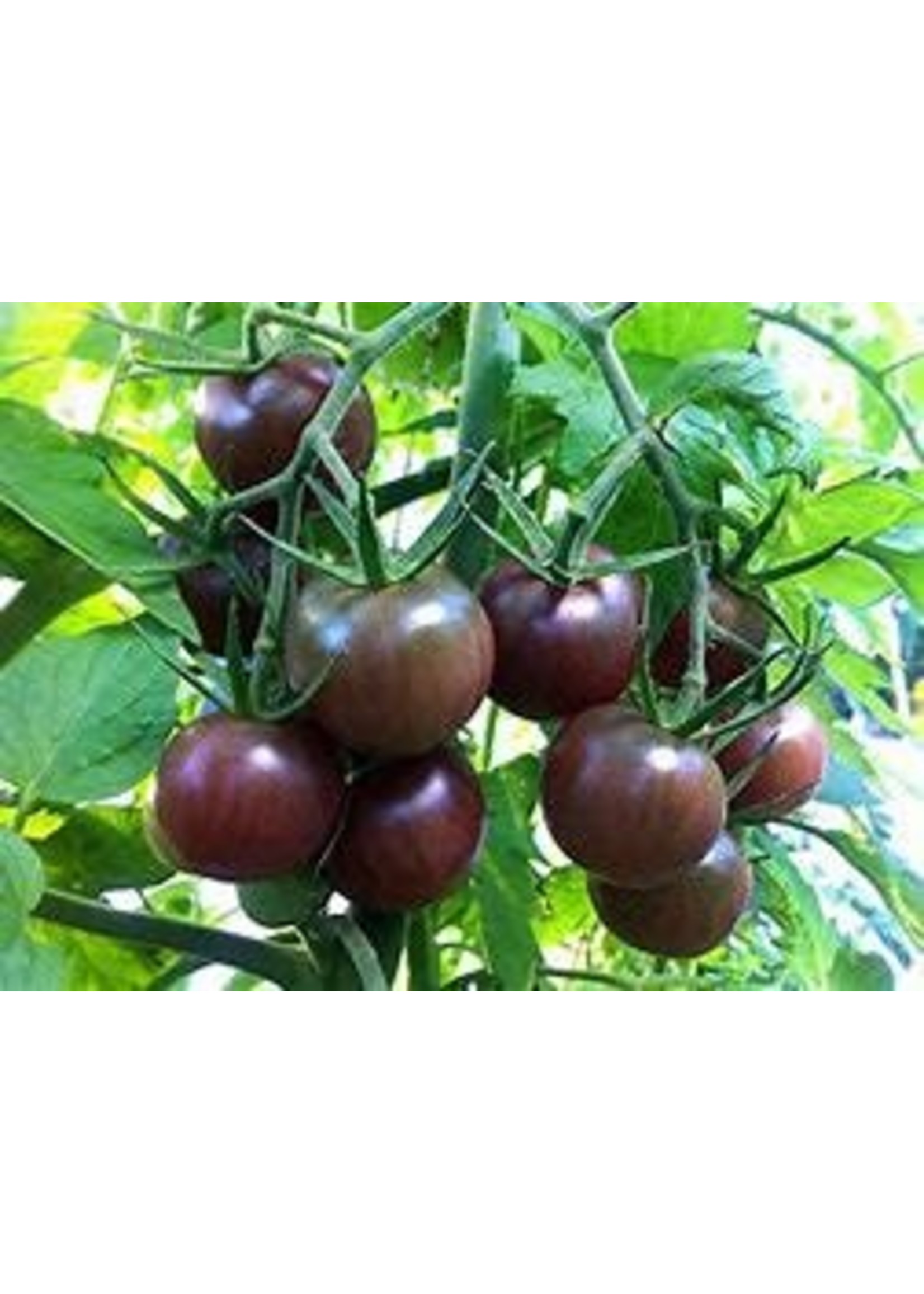 Heirloom Seeds(BIRRI) Tomatoes – Cherry black