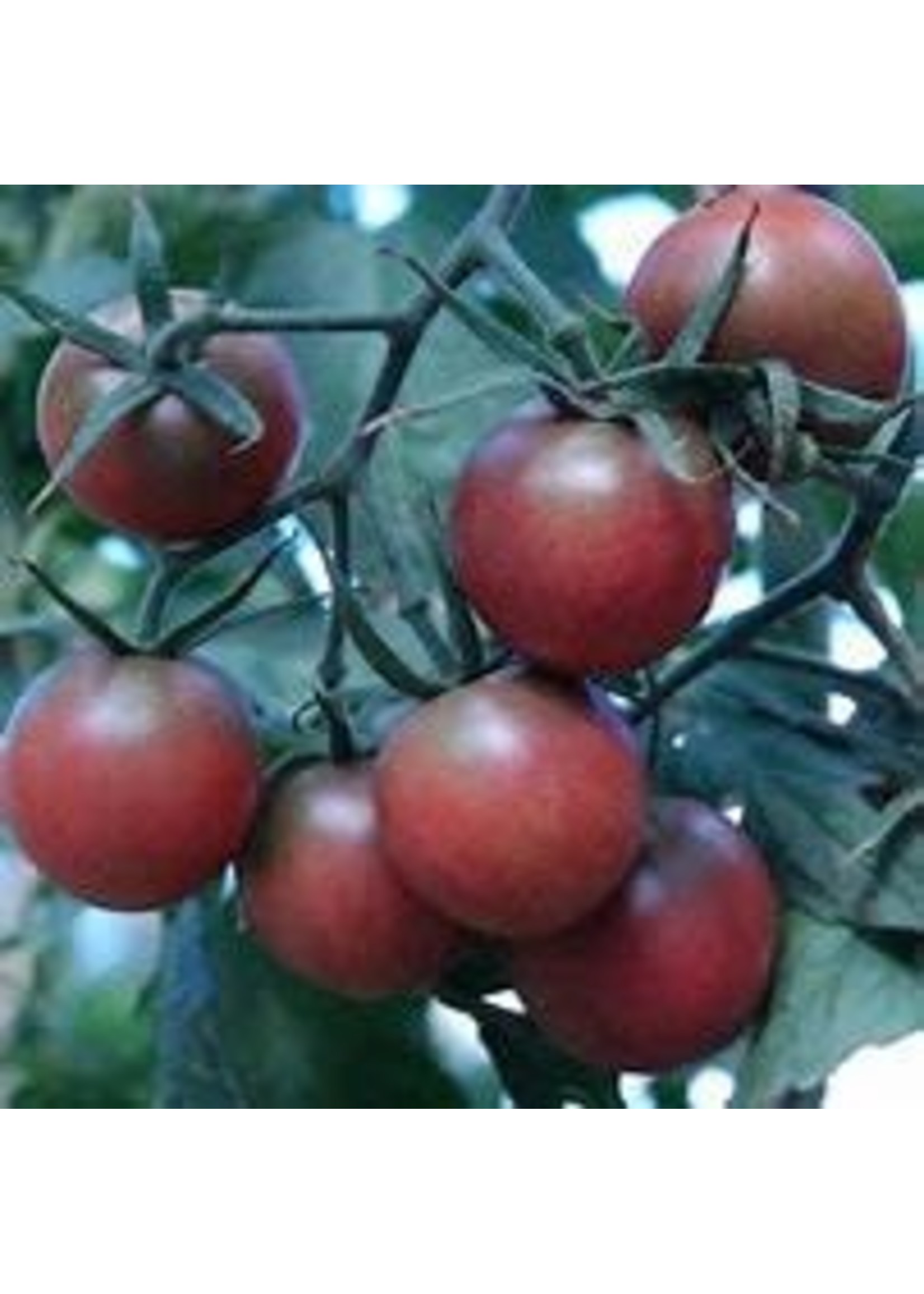 Heirloom Seeds(BIRRI) Tomatoes – Cherry black